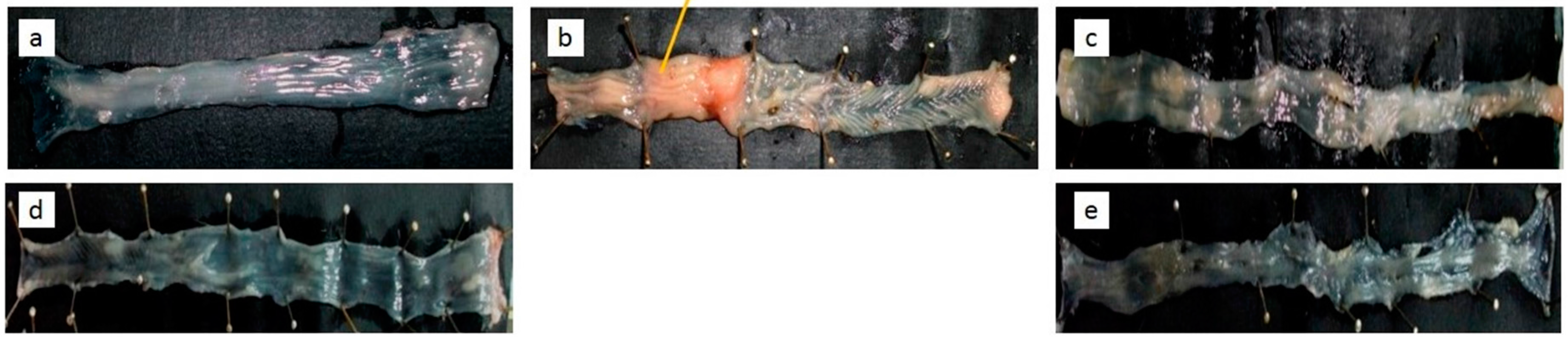 Pharmaceutics 09 00024 g004