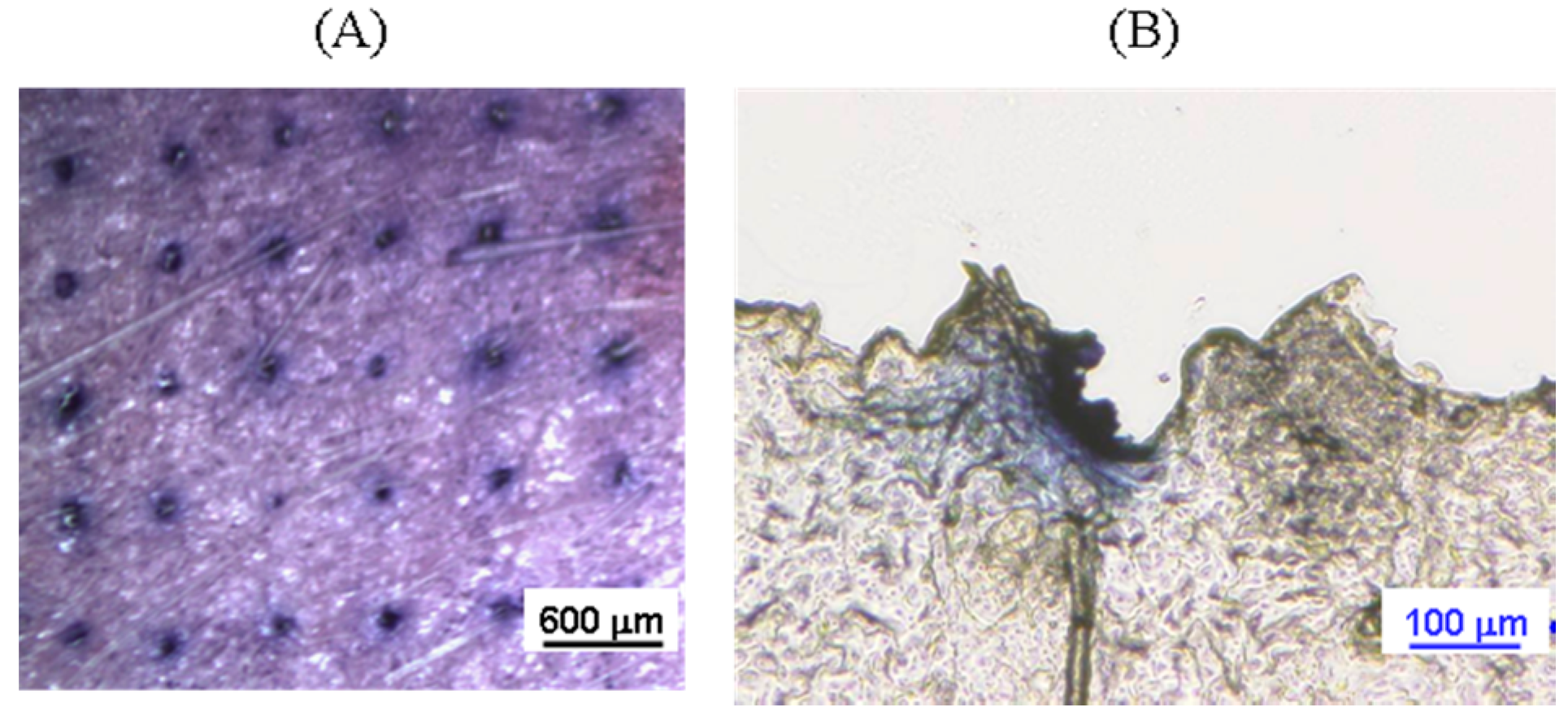 Pharmaceutics 09 00029 g004 Pharmaceutics 09 00029 g004