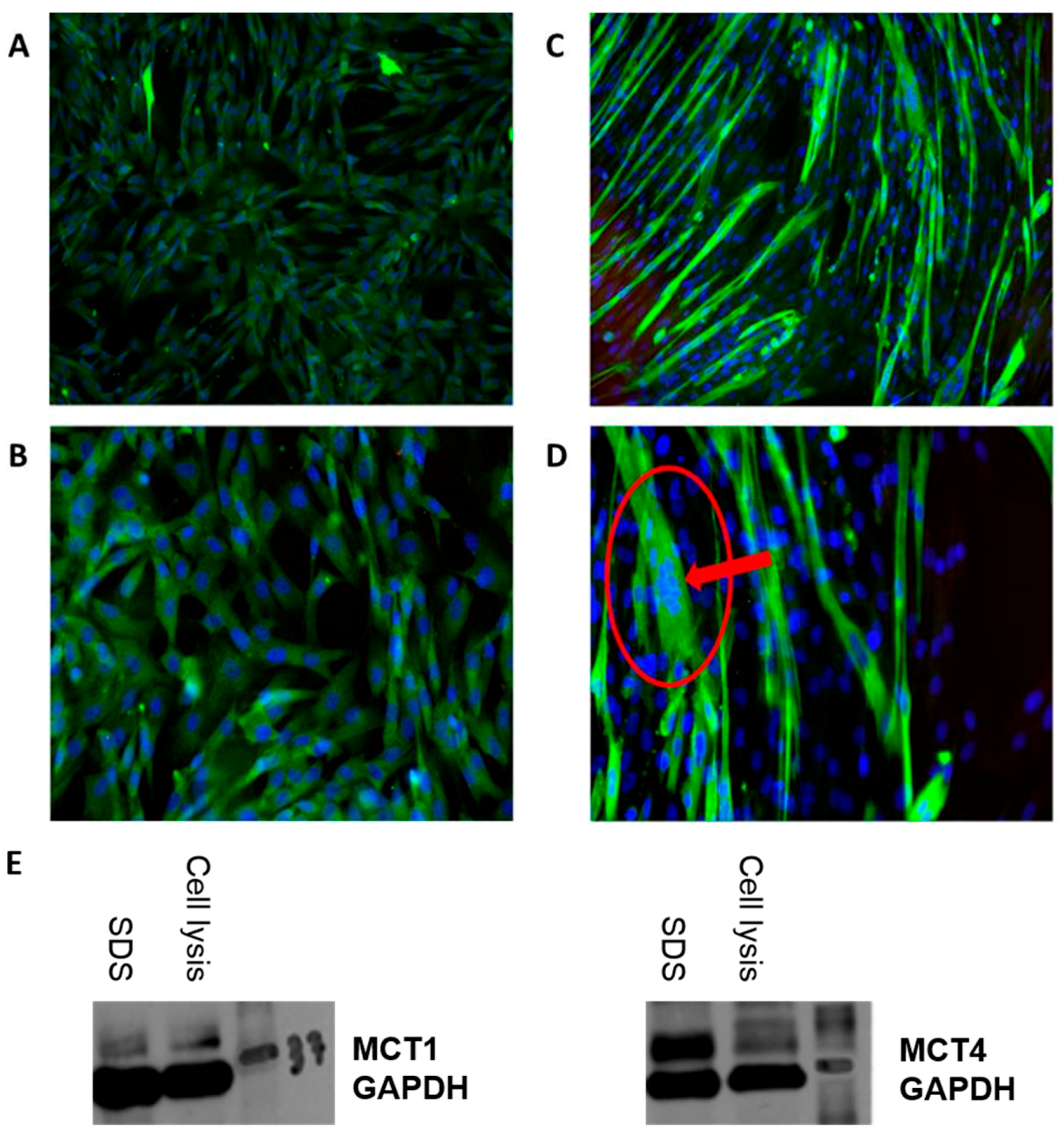 Pharmaceutics 09 00042 g001