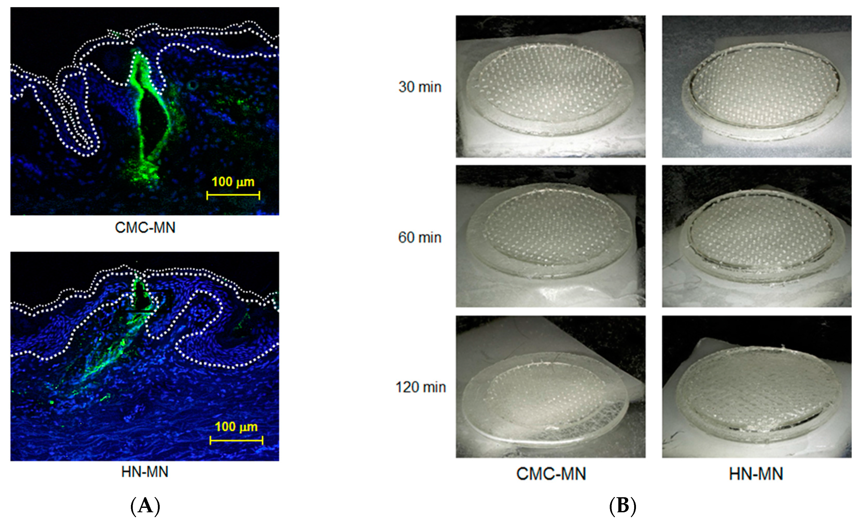 Pharmaceutics 09 00059 g001a