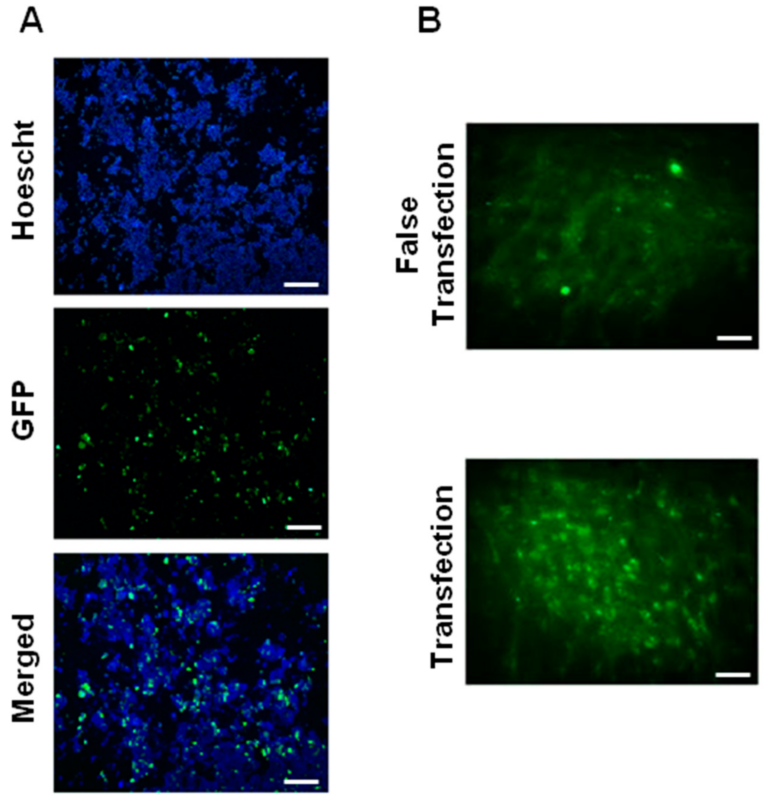 Pharmaceutics 10 00005 g002