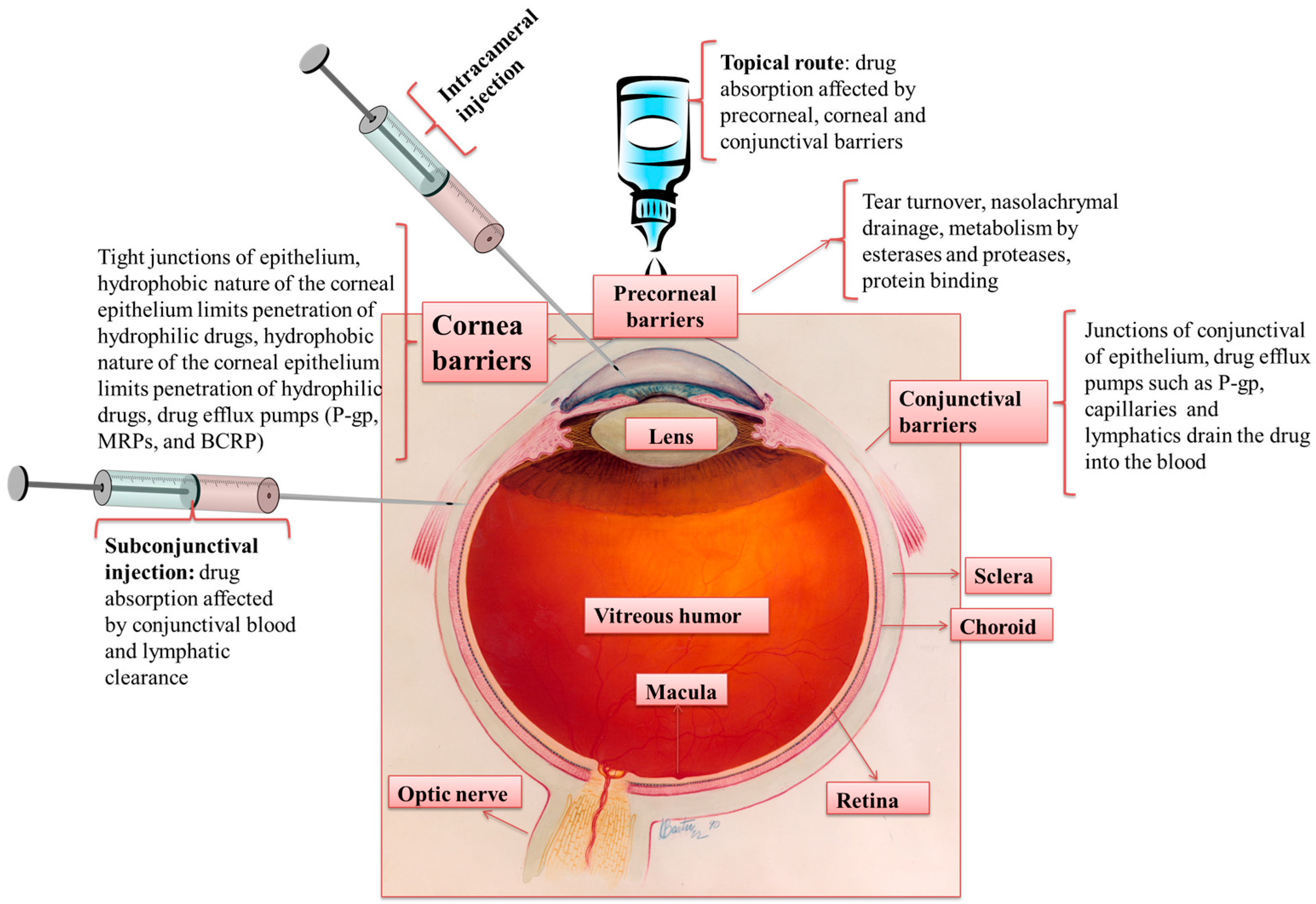 Pharmaceutics 10 00028 g001