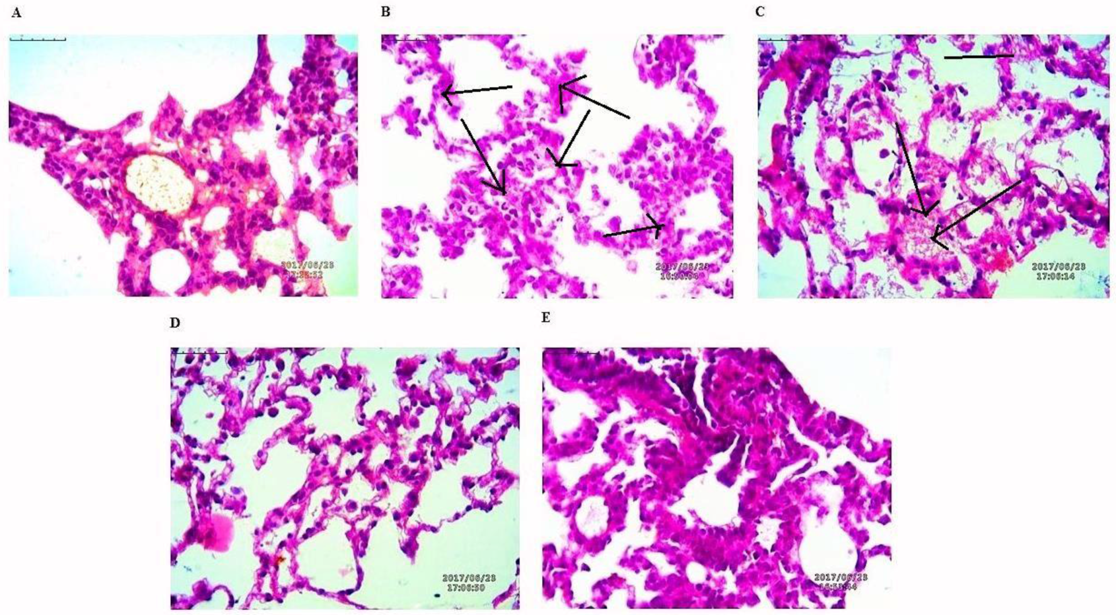 Pharmaceutics 10 00033 g009