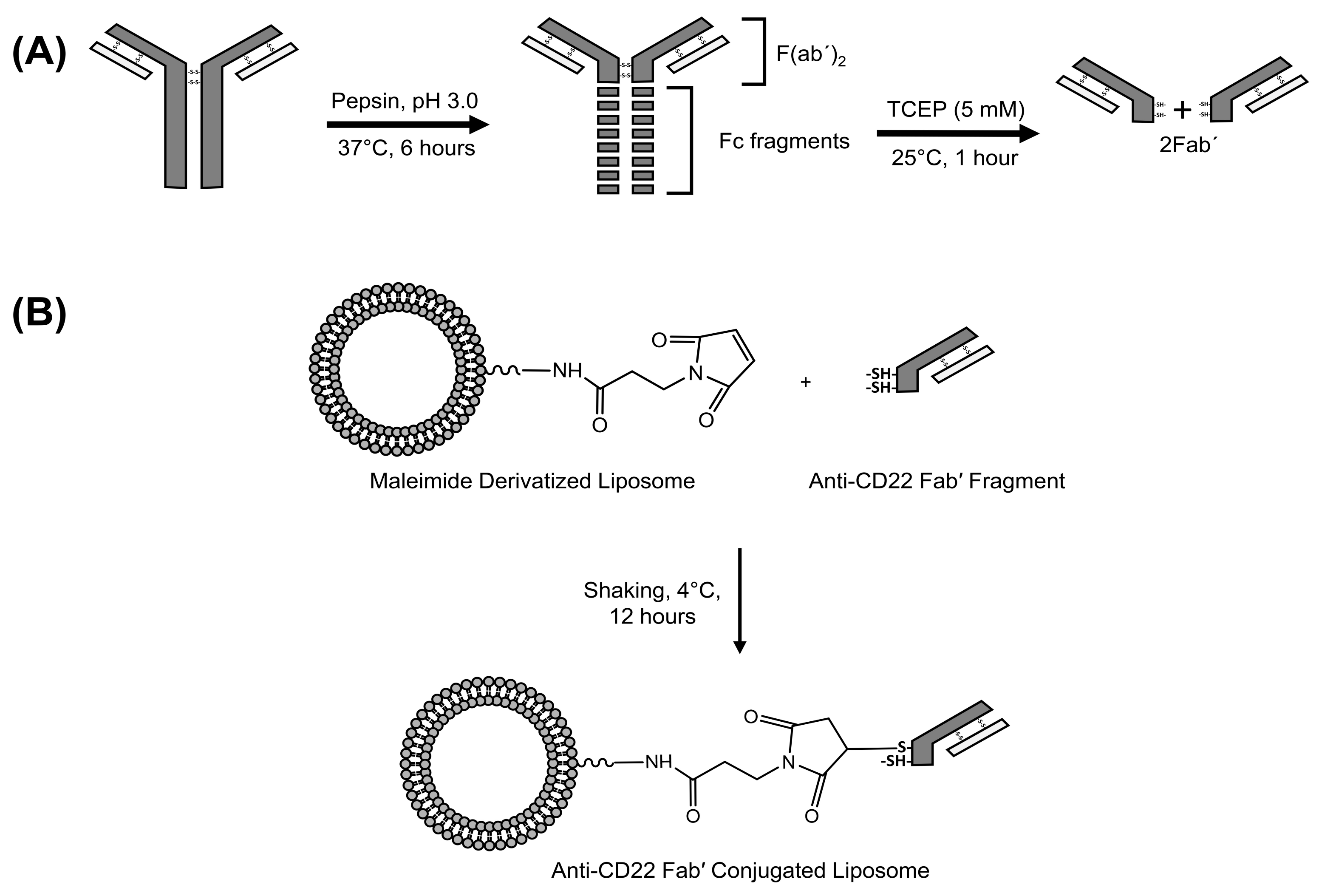 Pharmaceutics 10 00050 g002