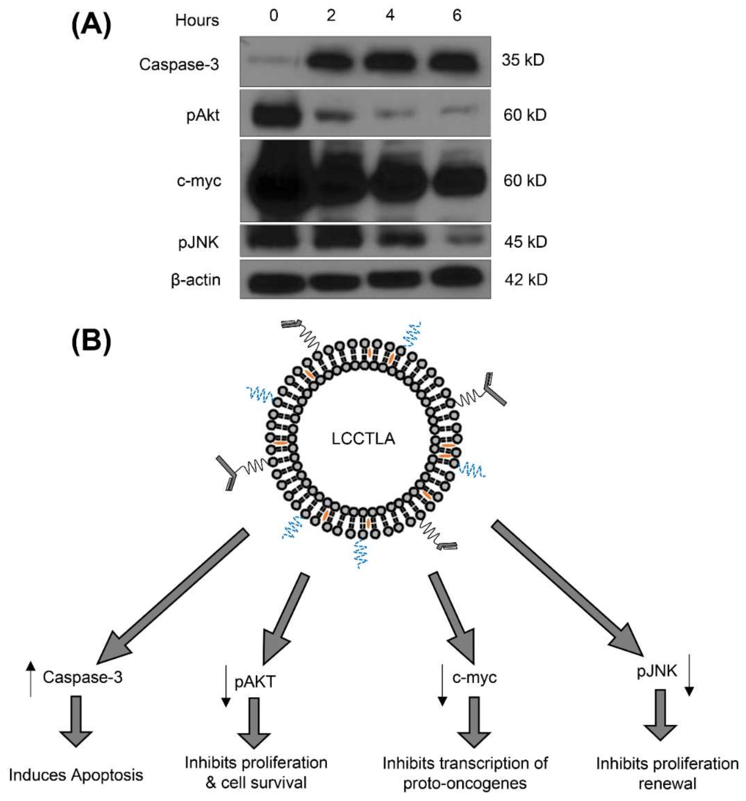 Pharmaceutics 10 00050 g008