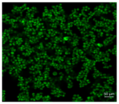 Pharmaceutics 10 00056 i002