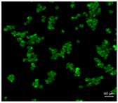 Pharmaceutics 10 00056 i004