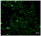 Pharmaceutics 10 00056 i008