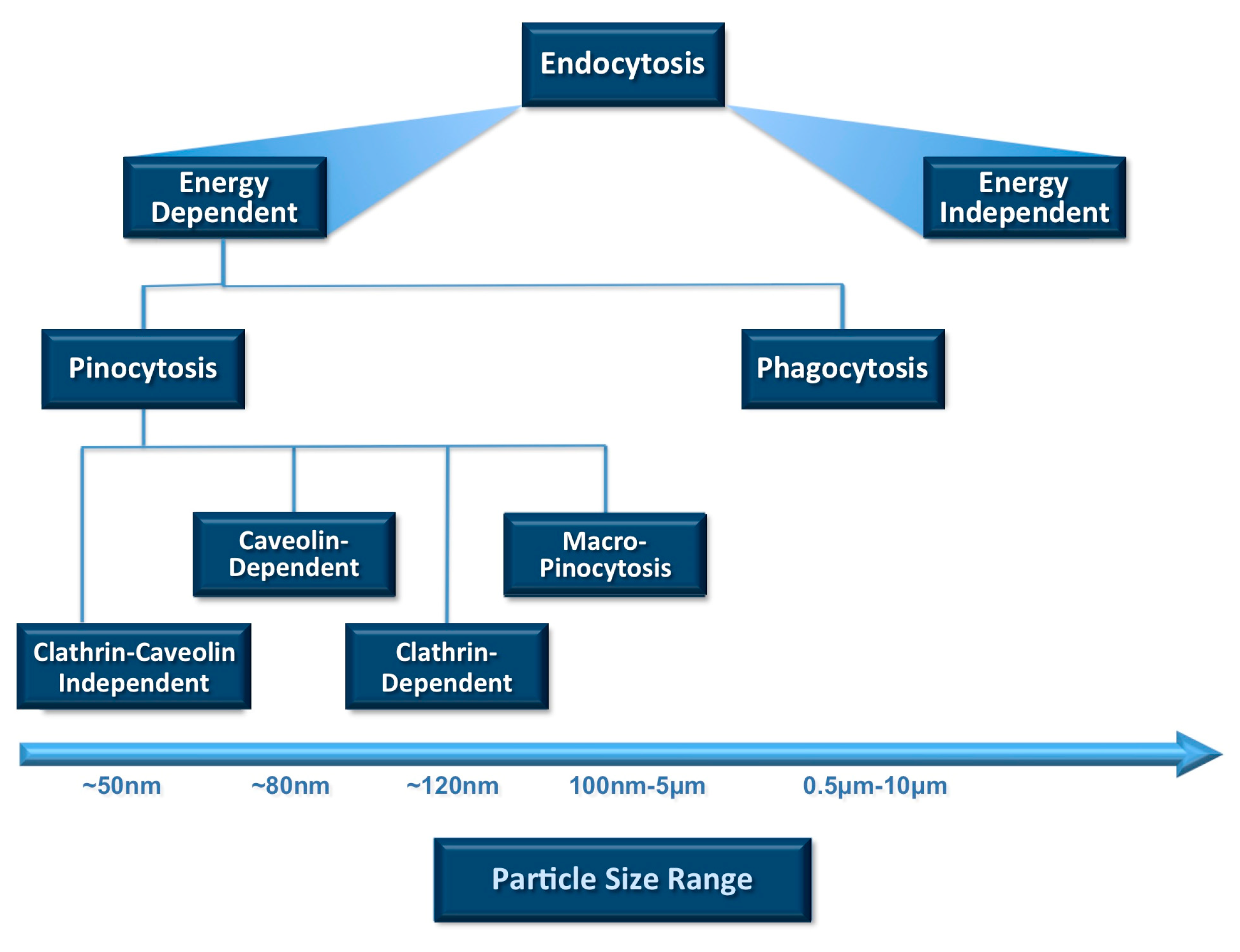 Pharmaceutics 10 00057 g002