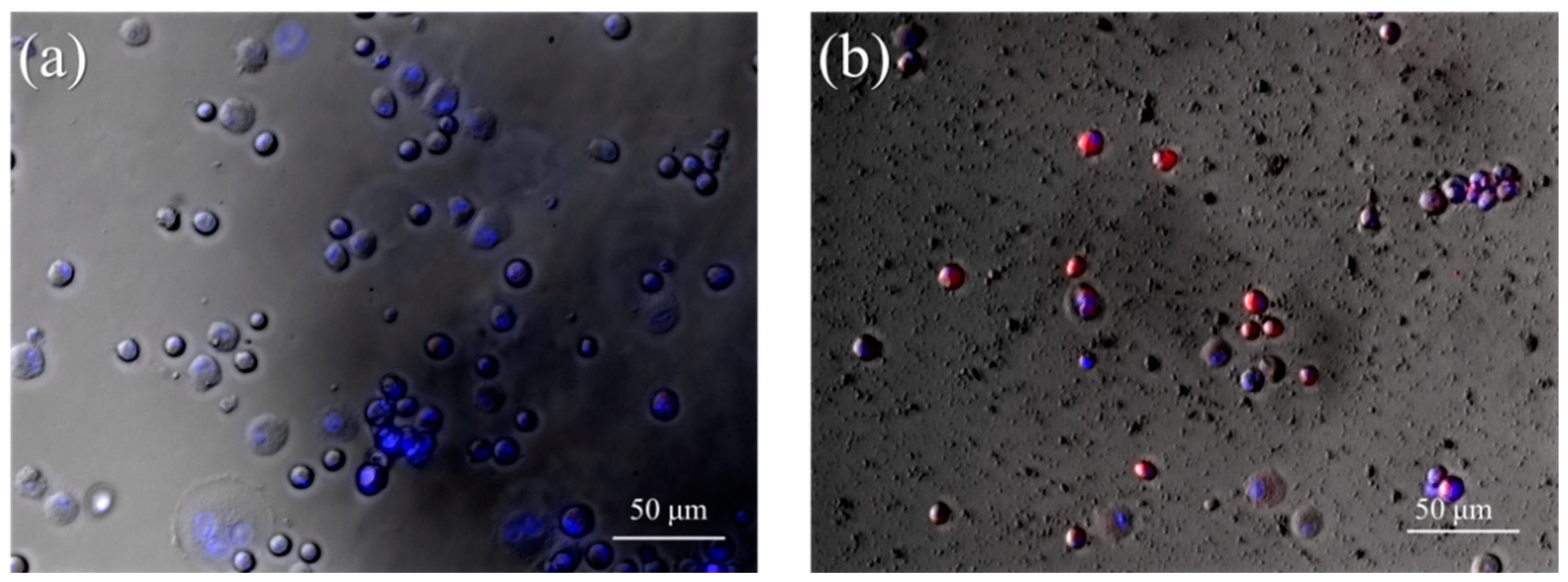 Pharmaceutics 10 00062 g006