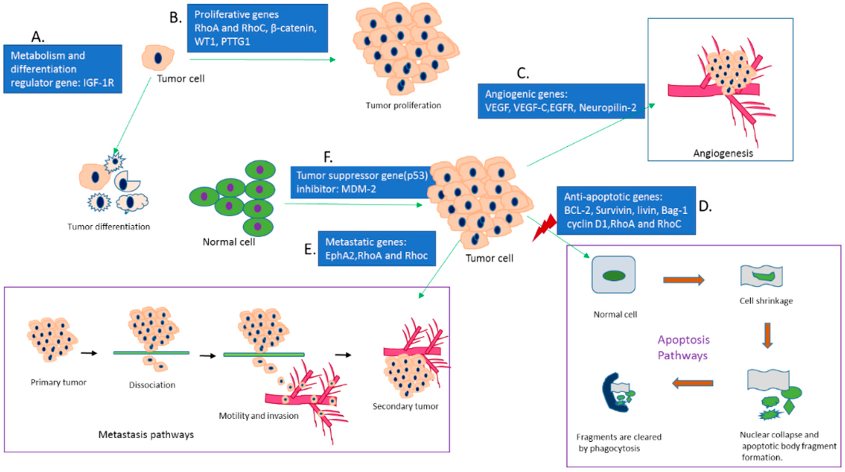 Pharmaceutics 10 00065 g005