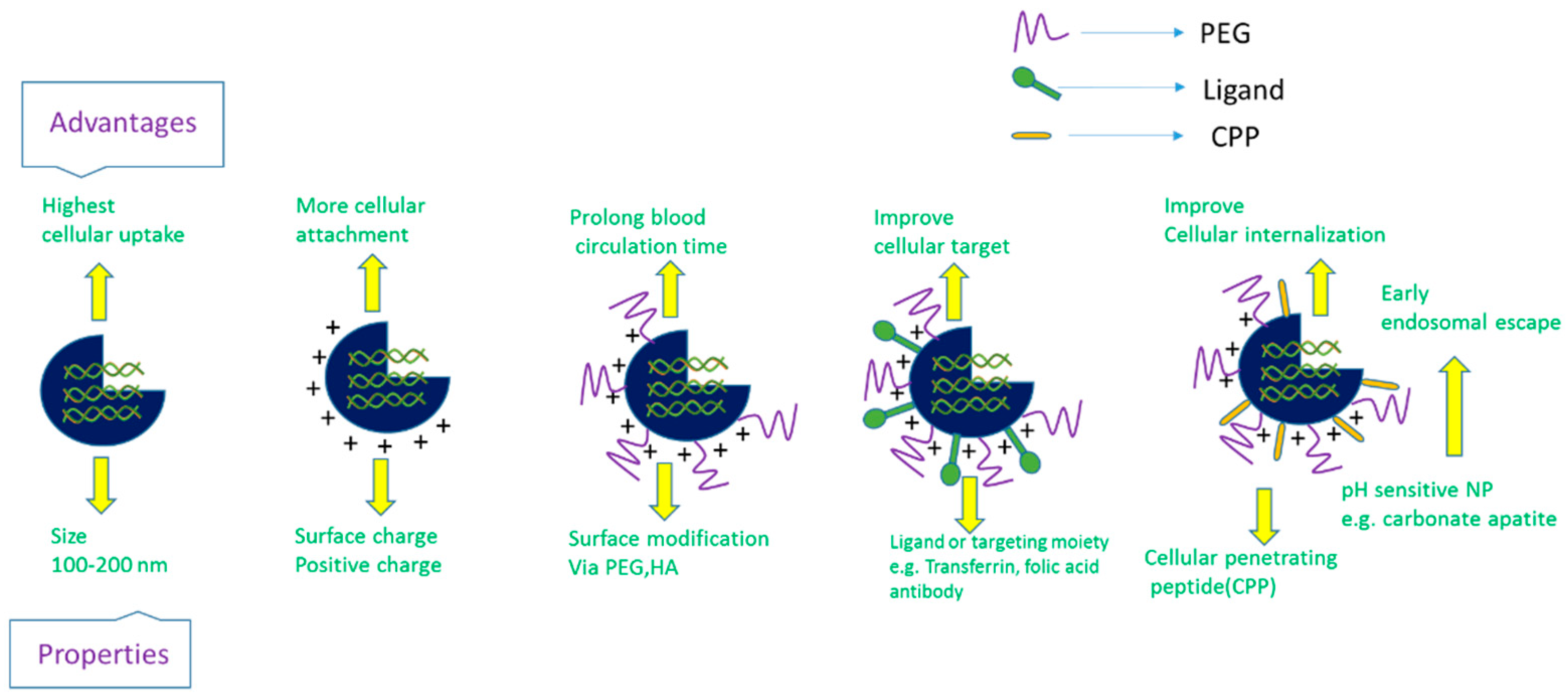 Pharmaceutics 10 00065 g006