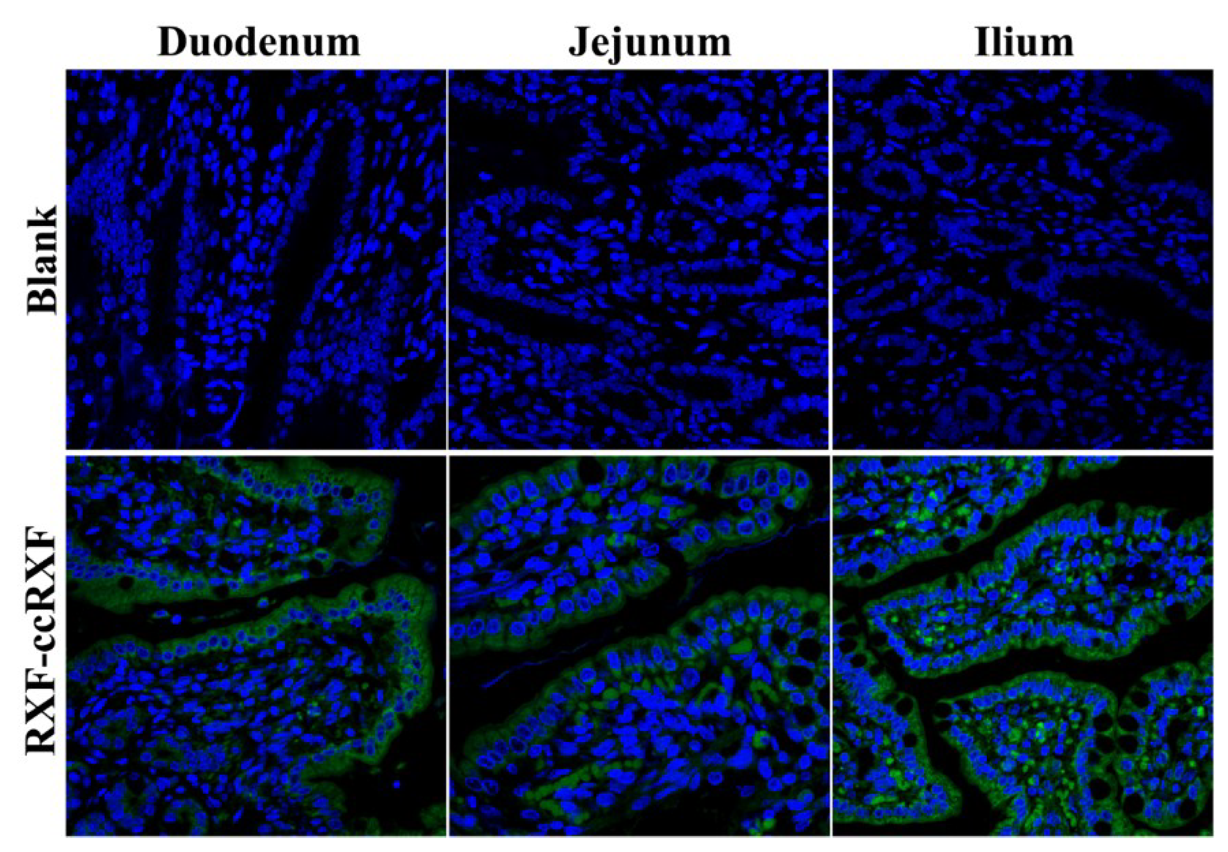 Pharmaceutics 10 00076 g007