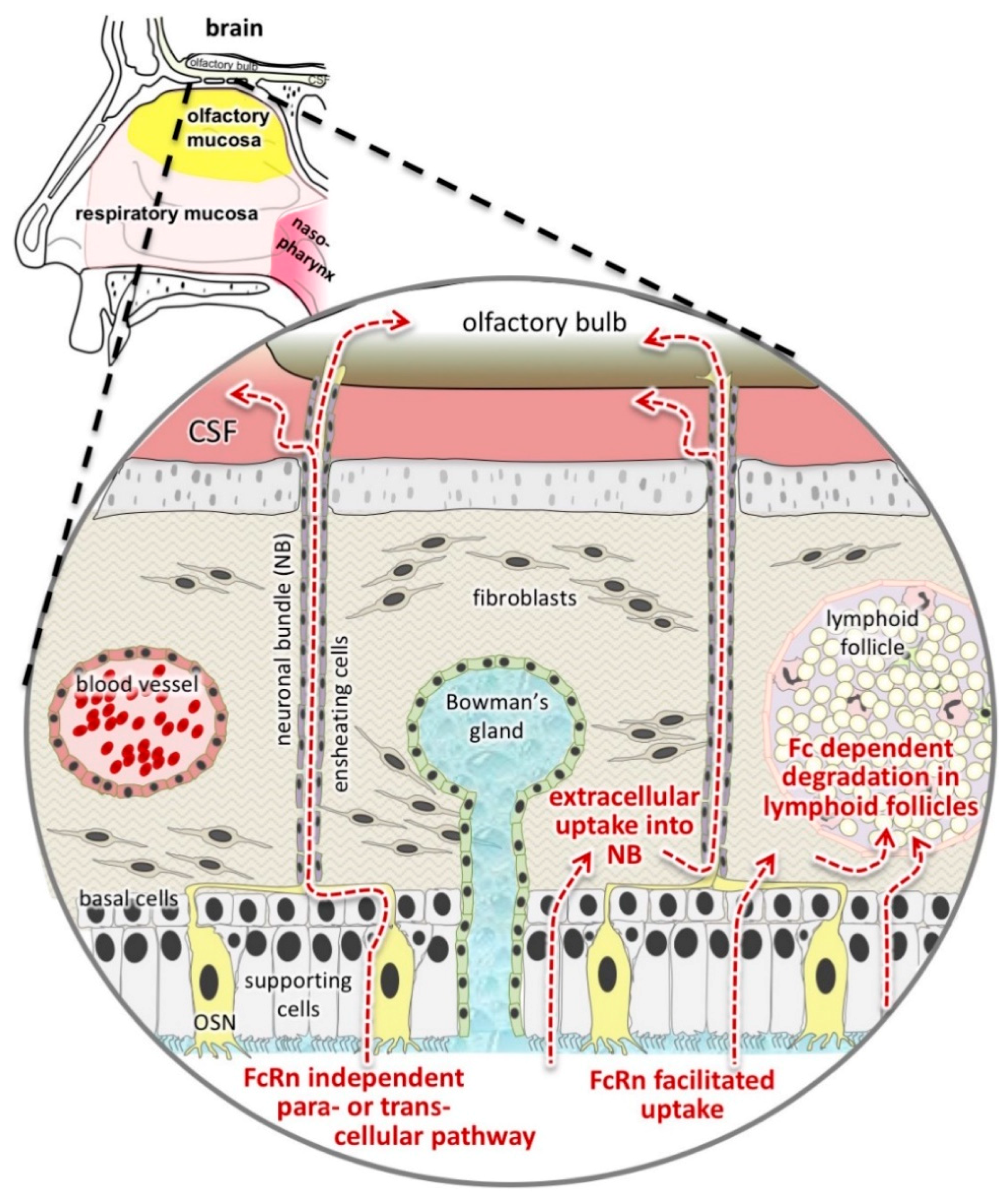 Pharmaceutics 10 00107 g008 Pharmaceutics 10 00107 g008
