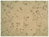 Pharmaceutics 10 00110 i004 Pharmaceutics 10 00110 i004