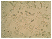 Pharmaceutics 10 00110 i010 Pharmaceutics 10 00110 i010