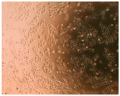 Pharmaceutics 10 00110 i013 Pharmaceutics 10 00110 i013