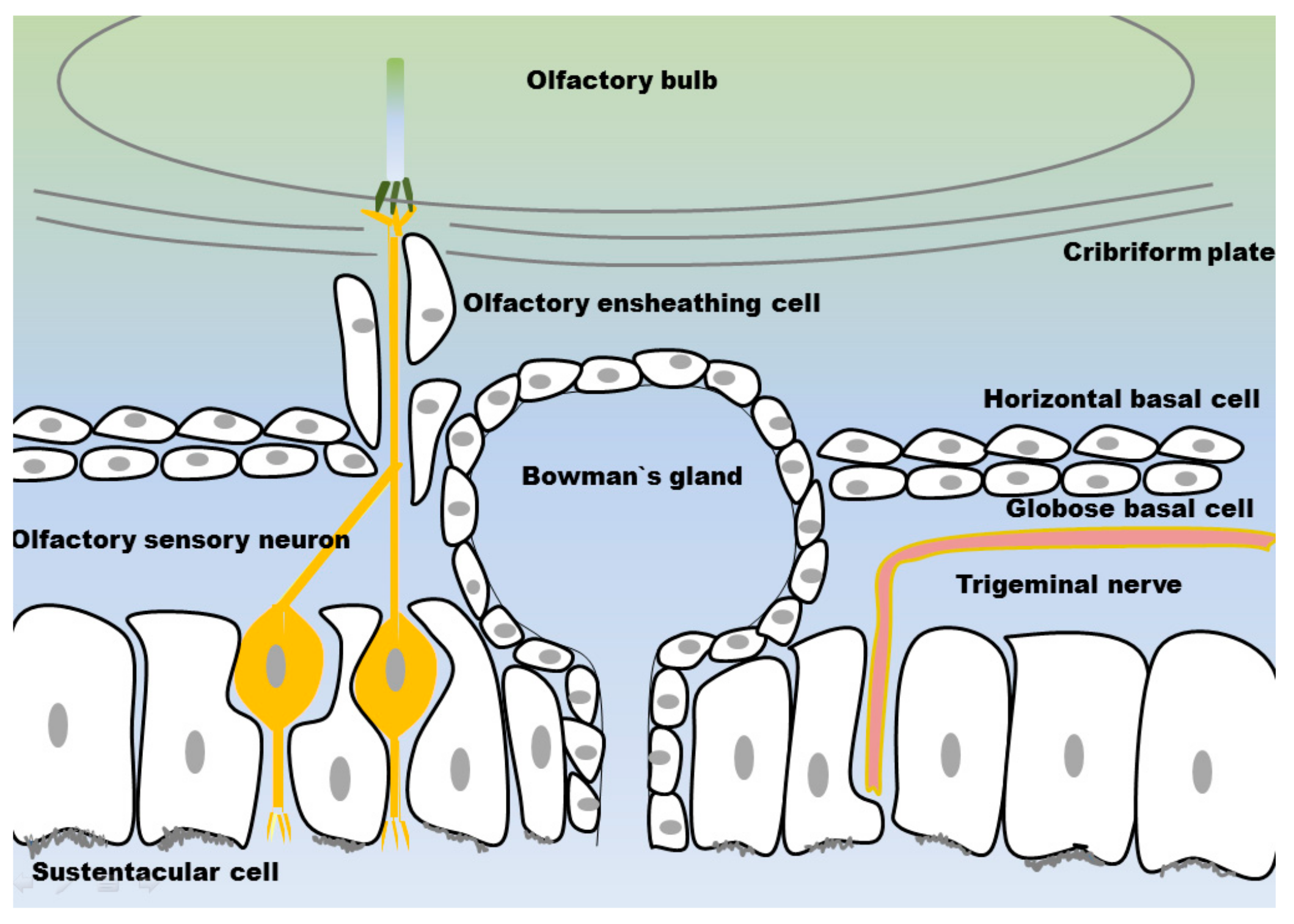 Pharmaceutics 10 00116 g003