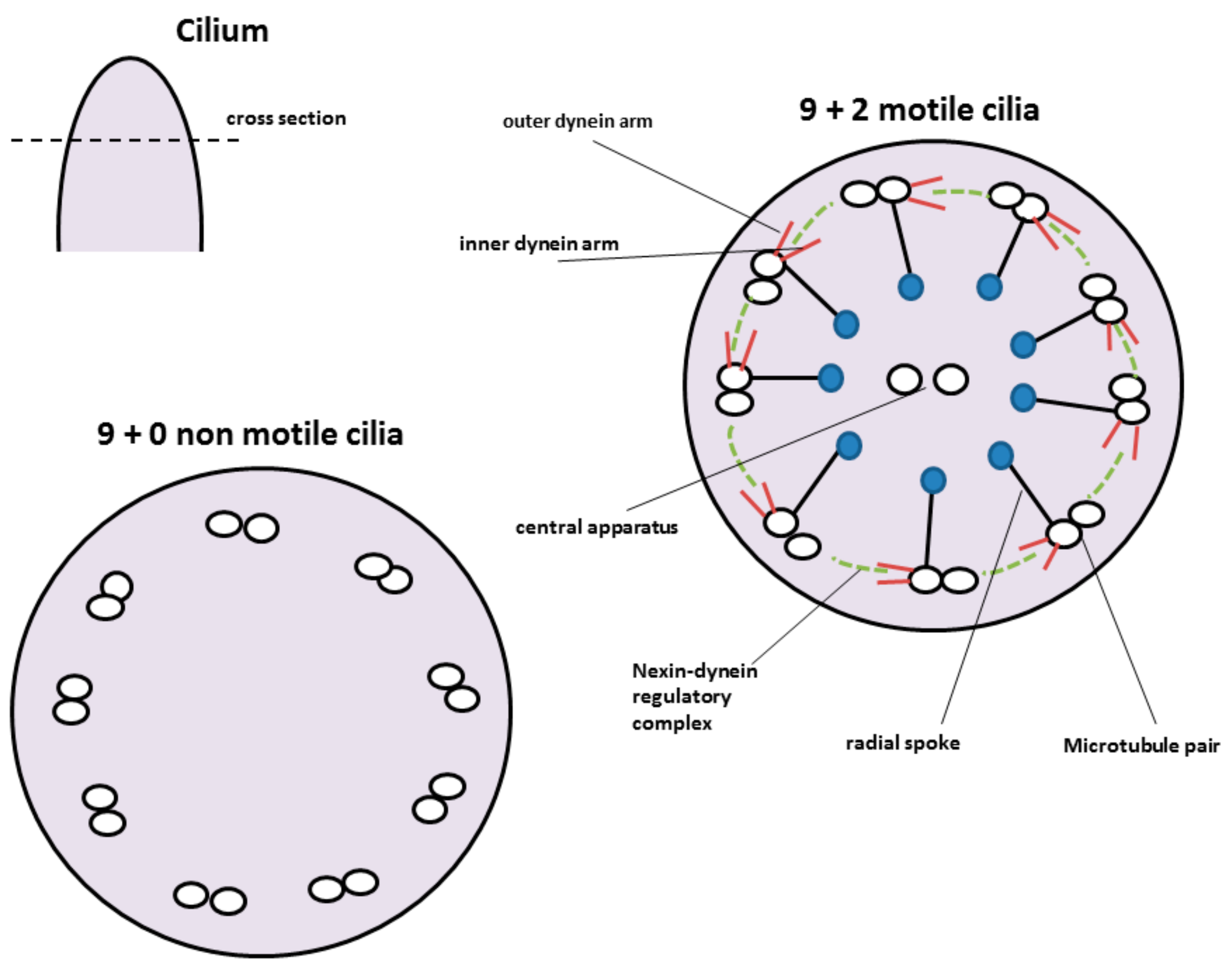 Pharmaceutics 10 00116 g004