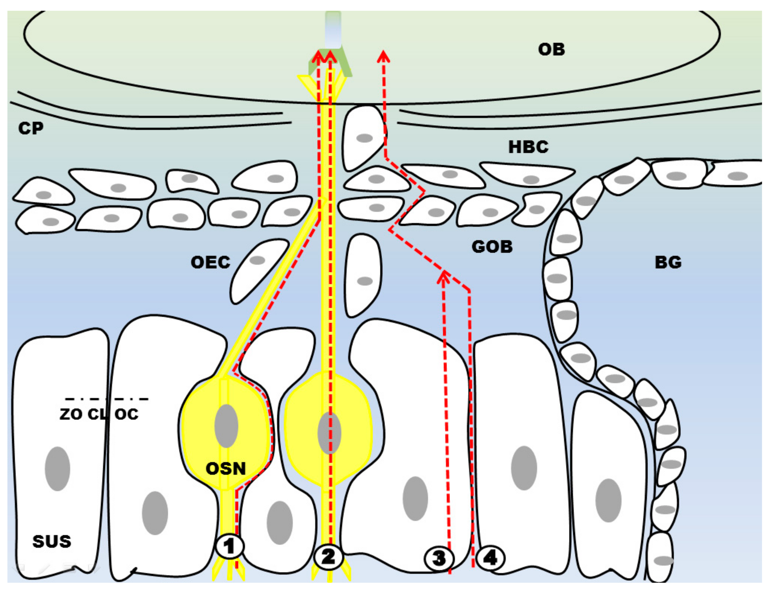 Pharmaceutics 10 00116 g007