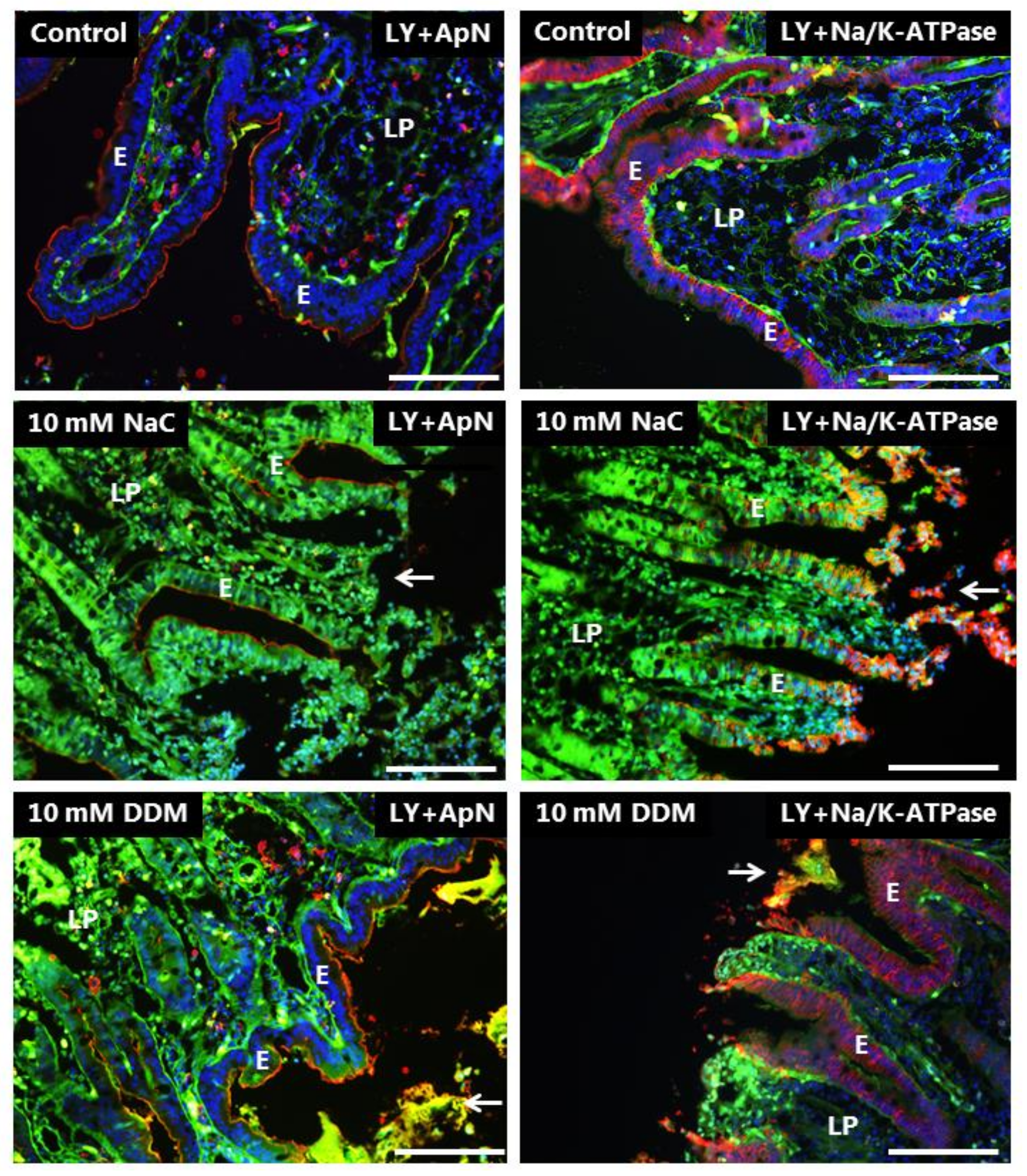 Pharmaceutics 10 00172 g006 Pharmaceutics 10 00172 g006