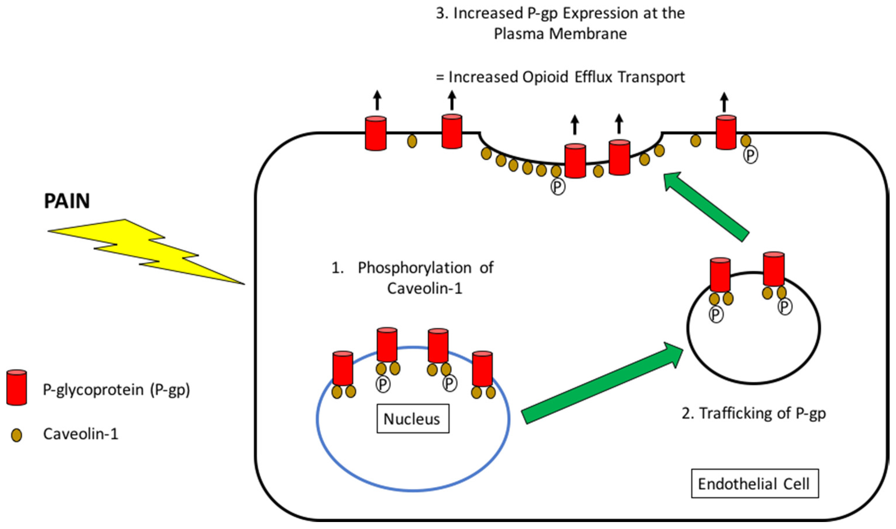 Pharmaceutics 10 00192 g003 Pharmaceutics 10 00192 g003