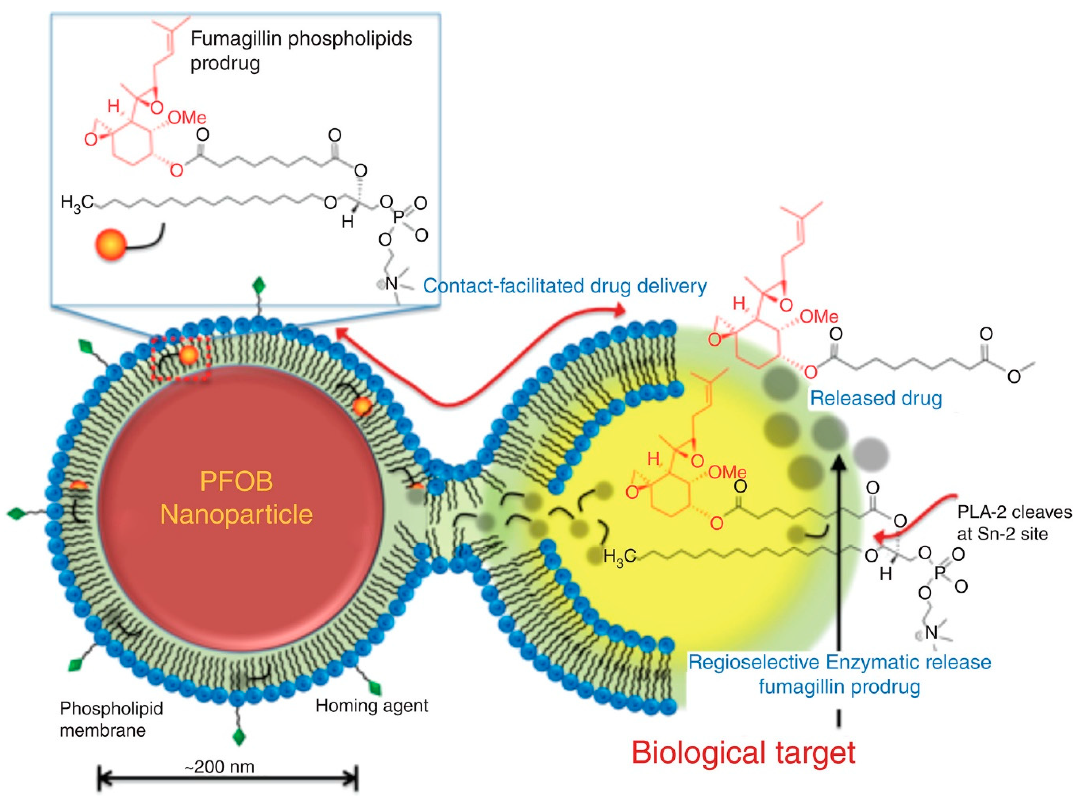 Pharmaceutics 10 00210 g006 Pharmaceutics 10 00210 g006