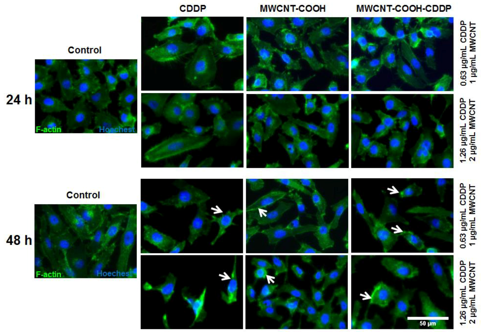 Pharmaceutics 10 00228 g008