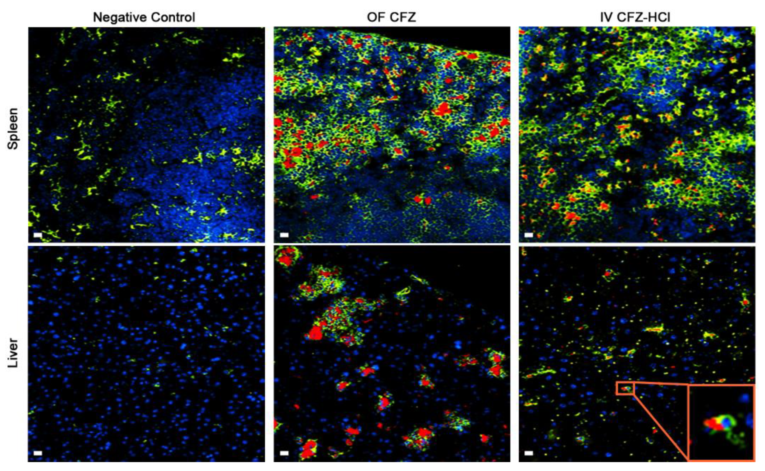Pharmaceutics 10 00238 g006