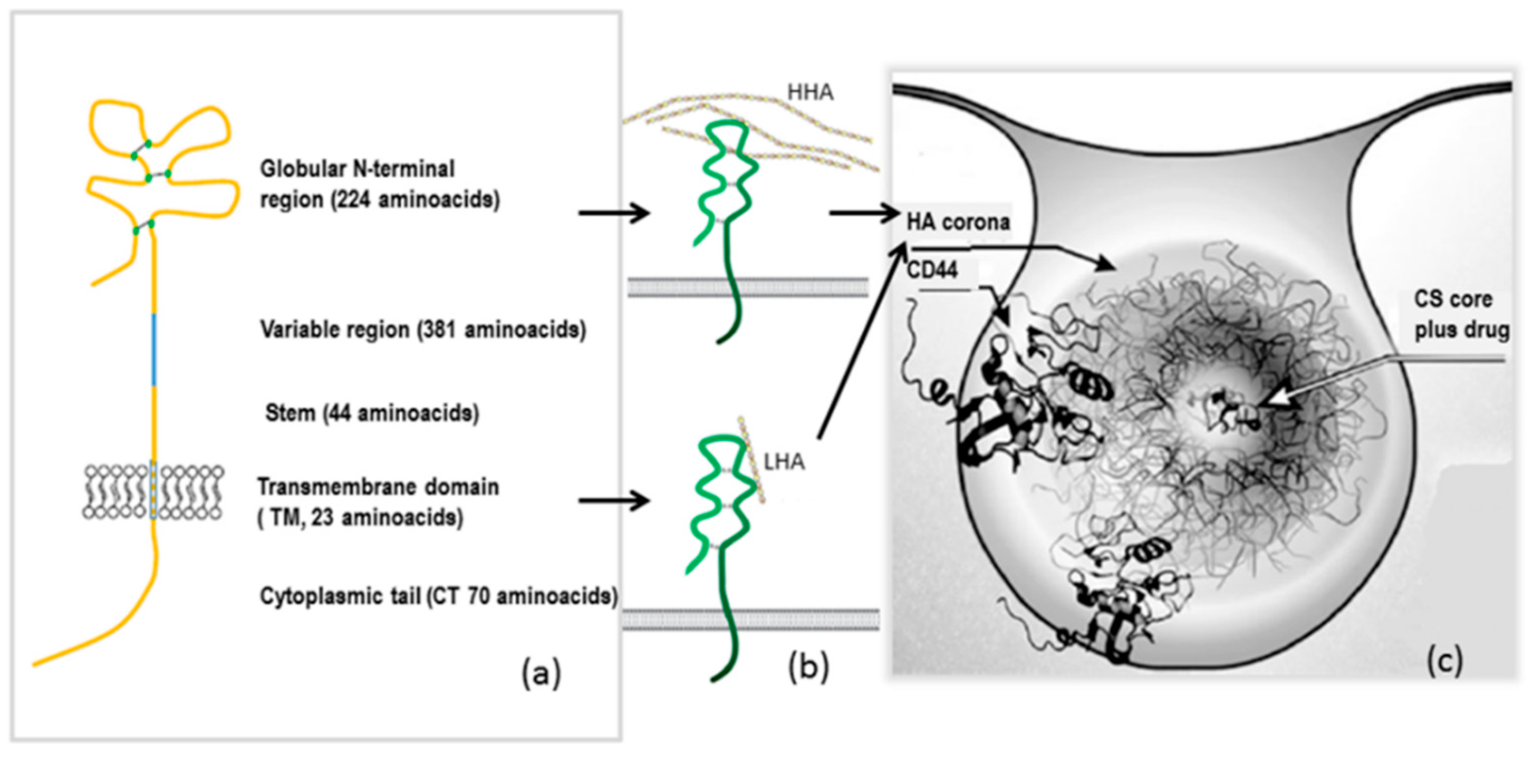 Pharmaceutics 10 00267 g004