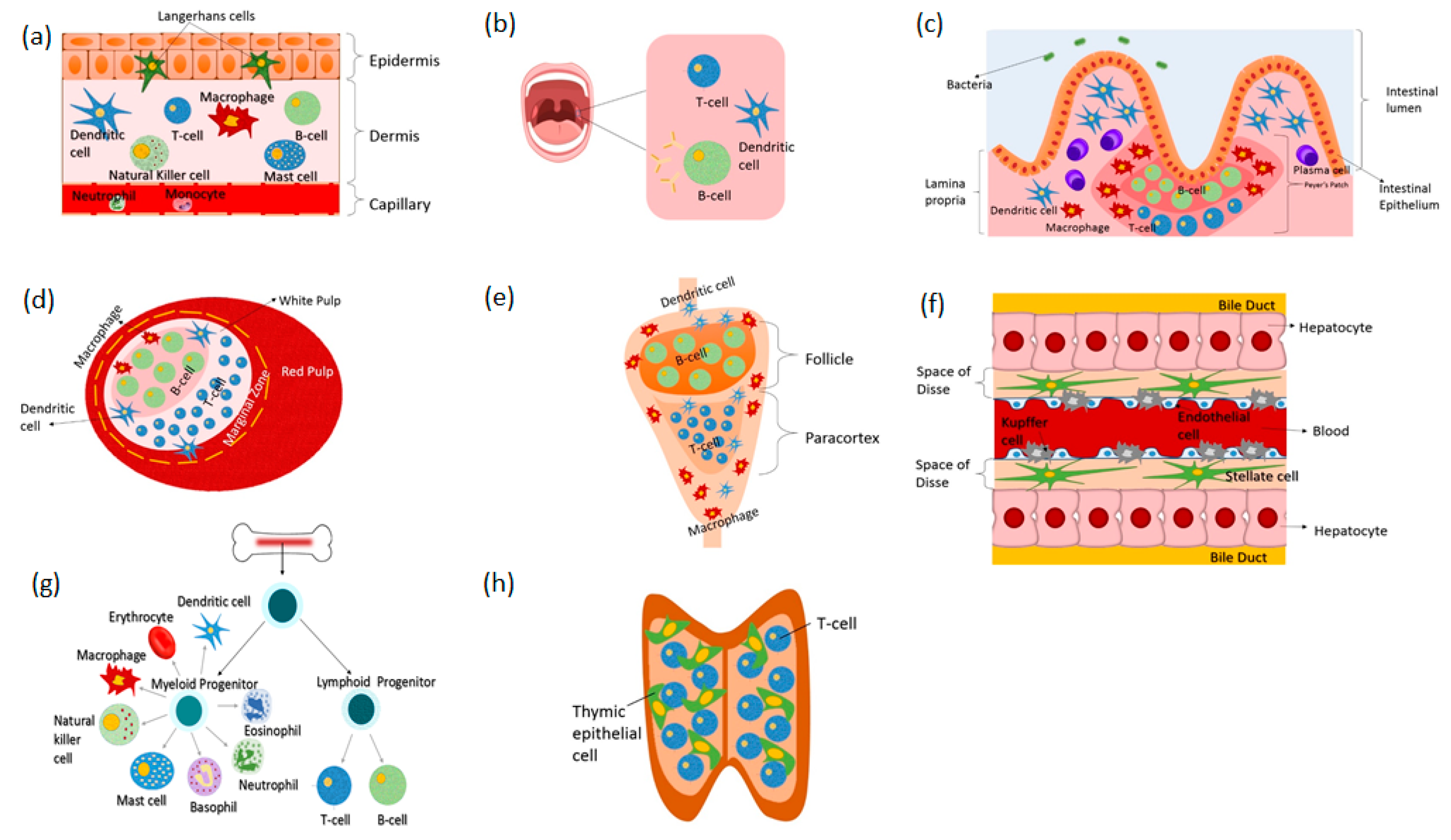 Pharmaceutics 10 00278 g001