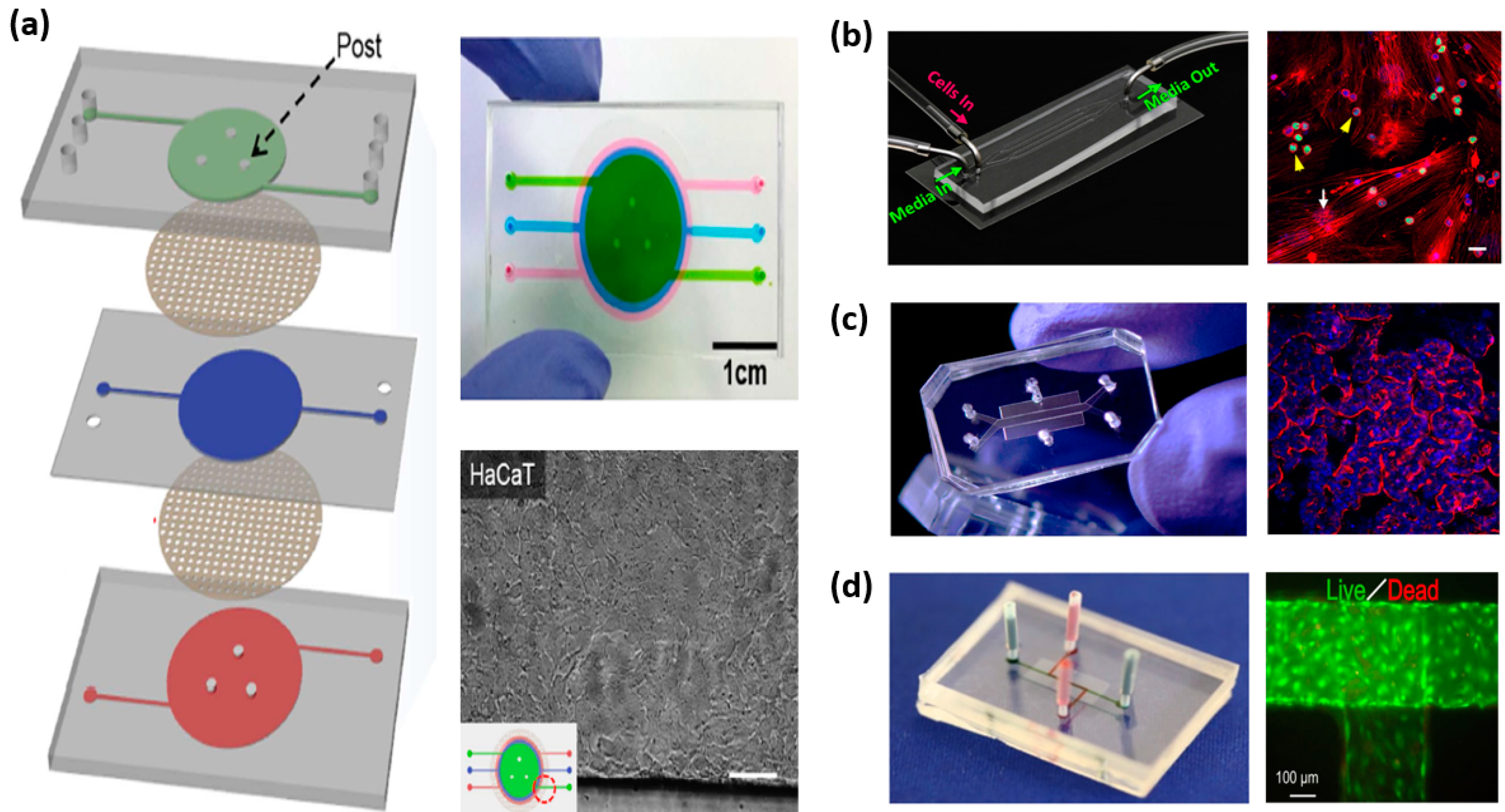 Pharmaceutics 10 00278 g002