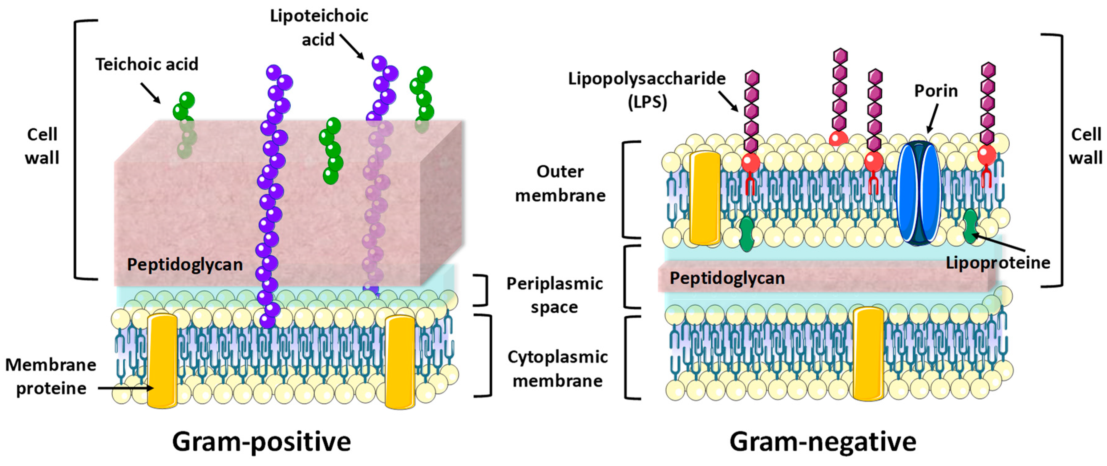 Pharmaceutics 10 00279 g004