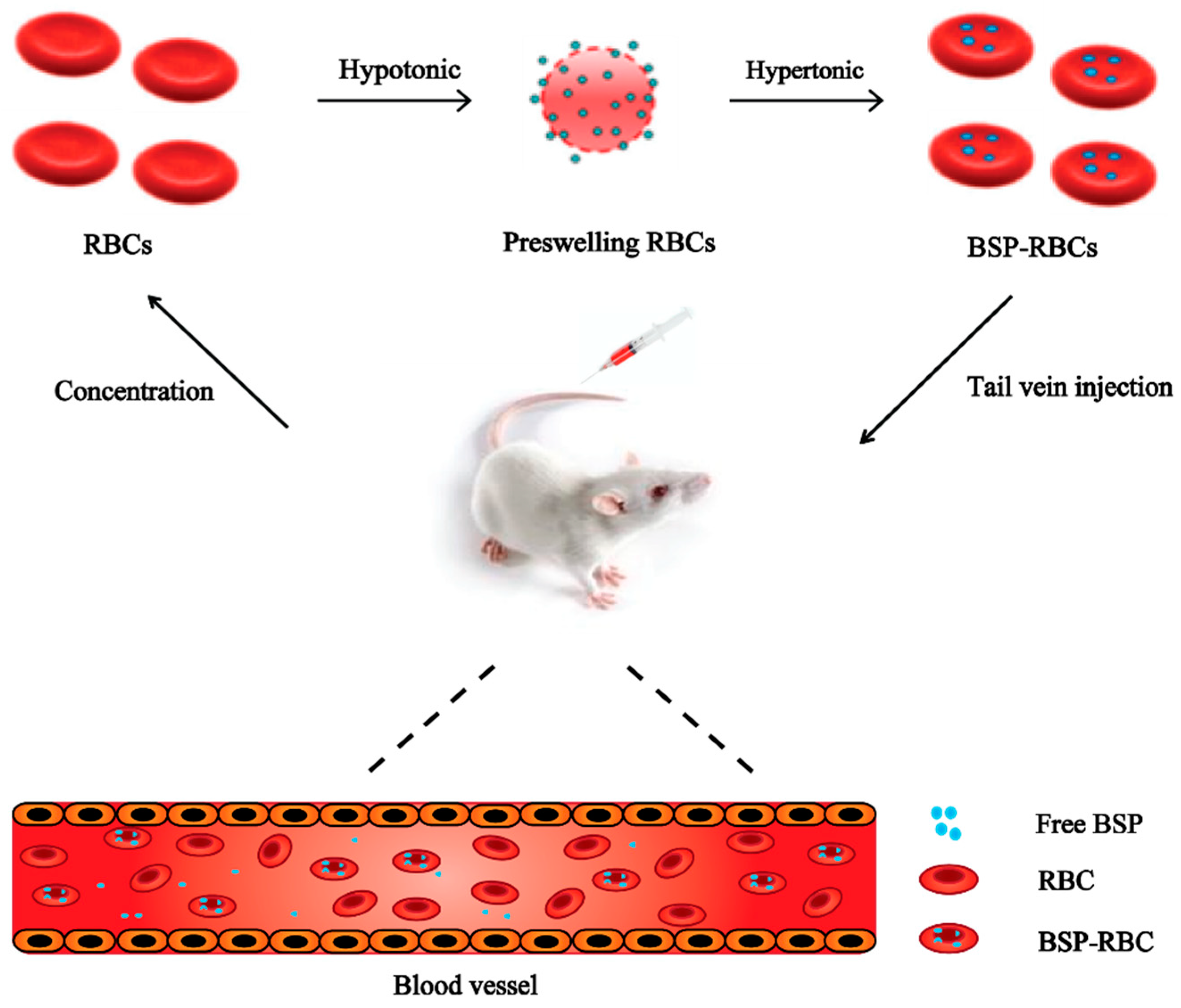 Pharmaceutics 10 00286 g001