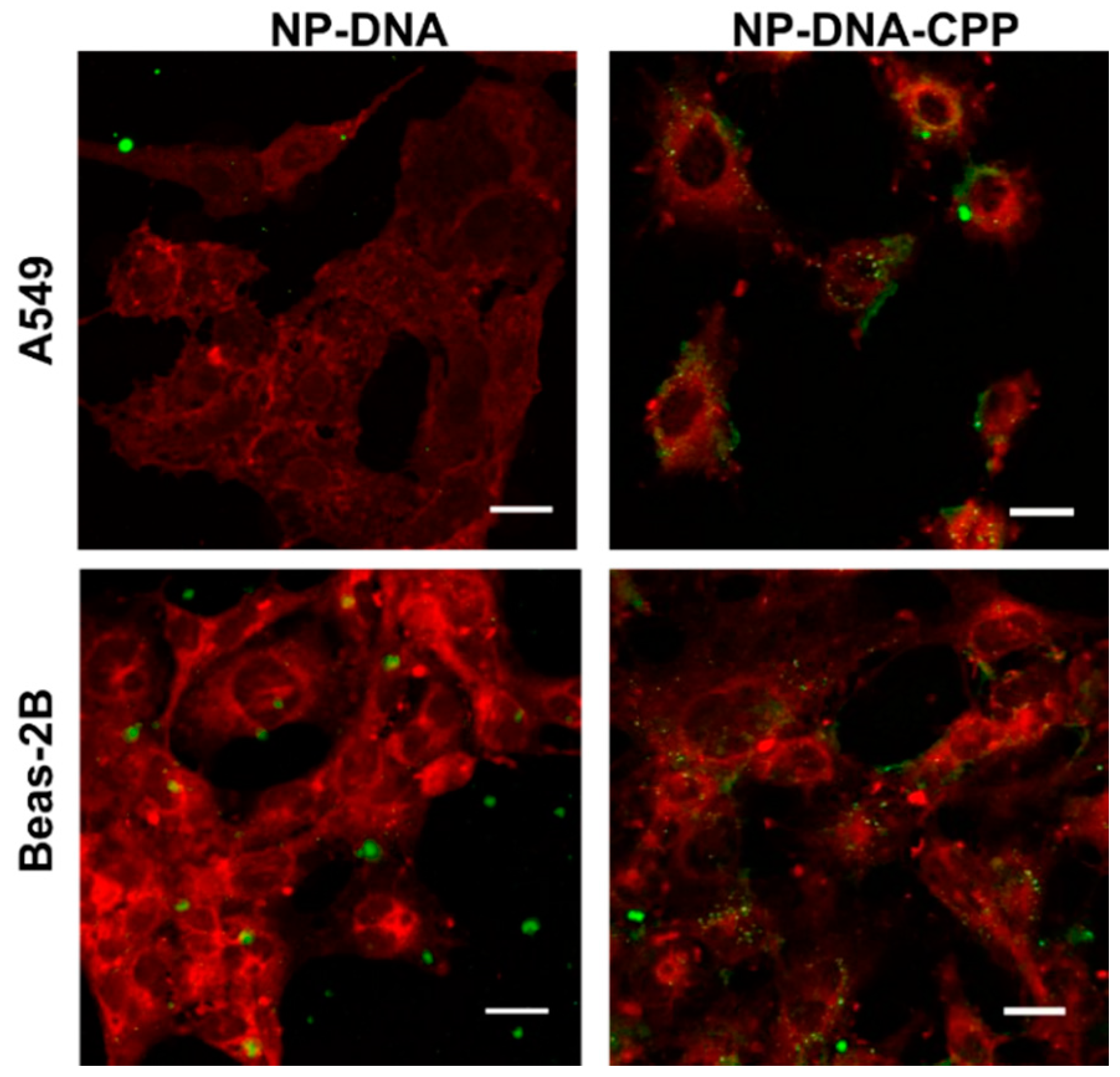 Pharmaceutics 11 00012 g002 Pharmaceutics 11 00012 g002