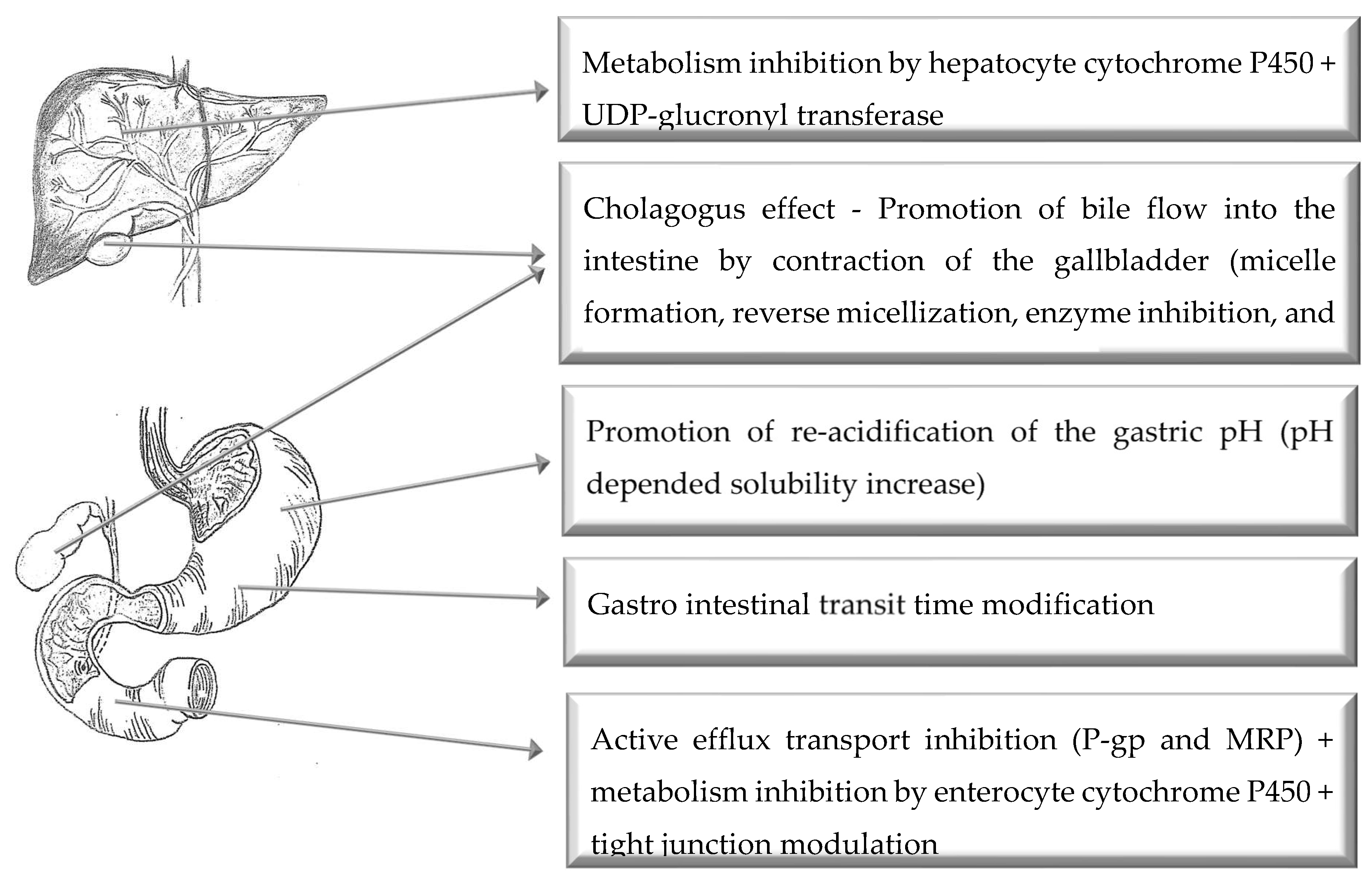 Pharmaceutics 11 00033 g003