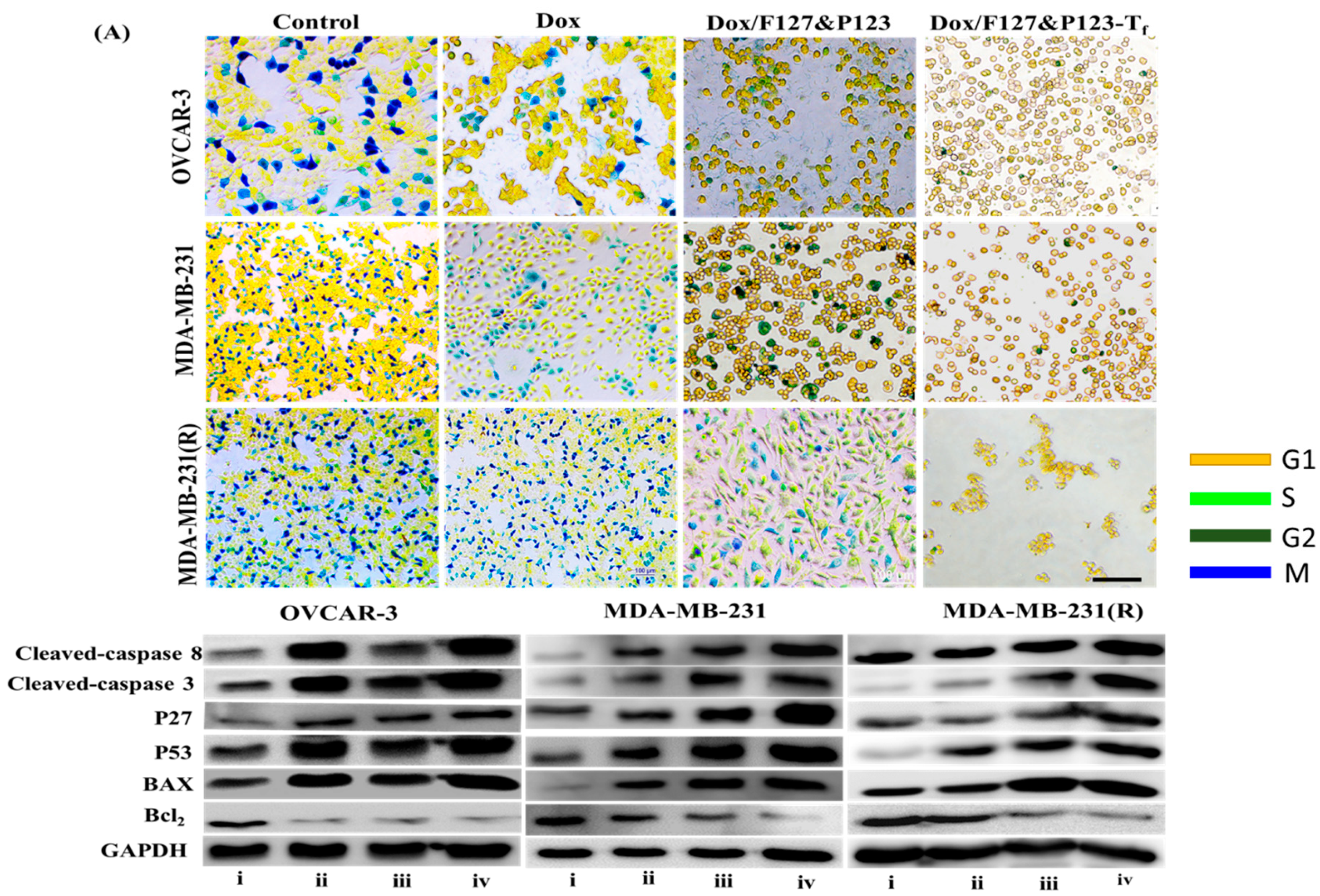 Pharmaceutics 11 00063 g005
