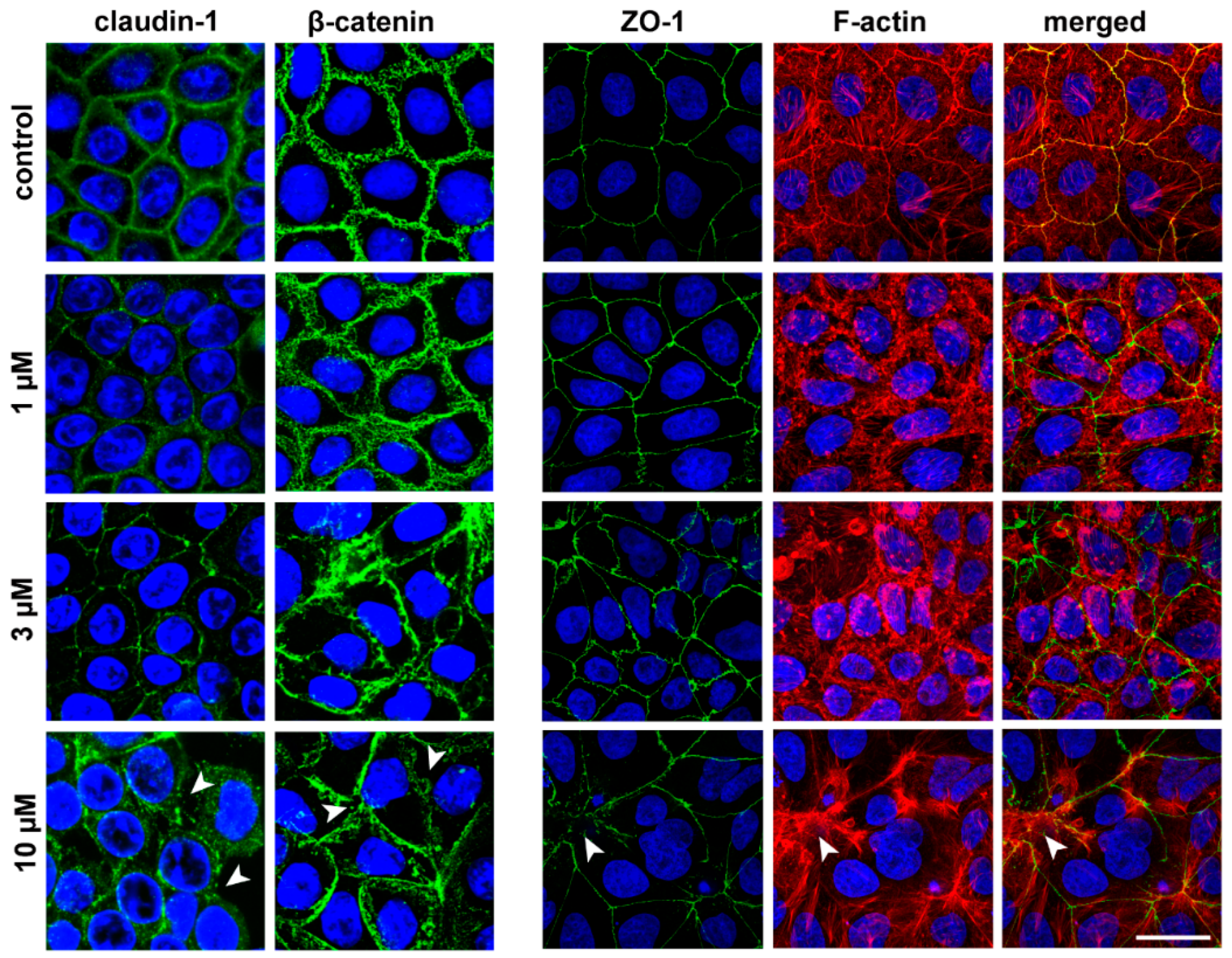 Pharmaceutics 11 00073 g004