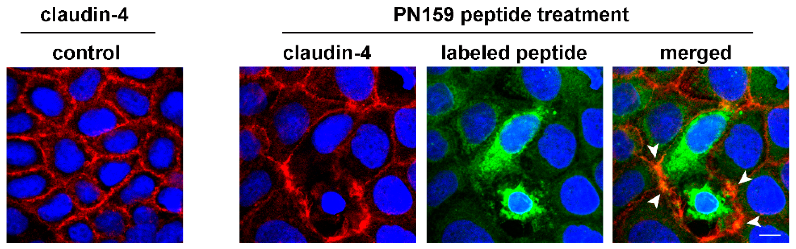 Pharmaceutics 11 00073 g008