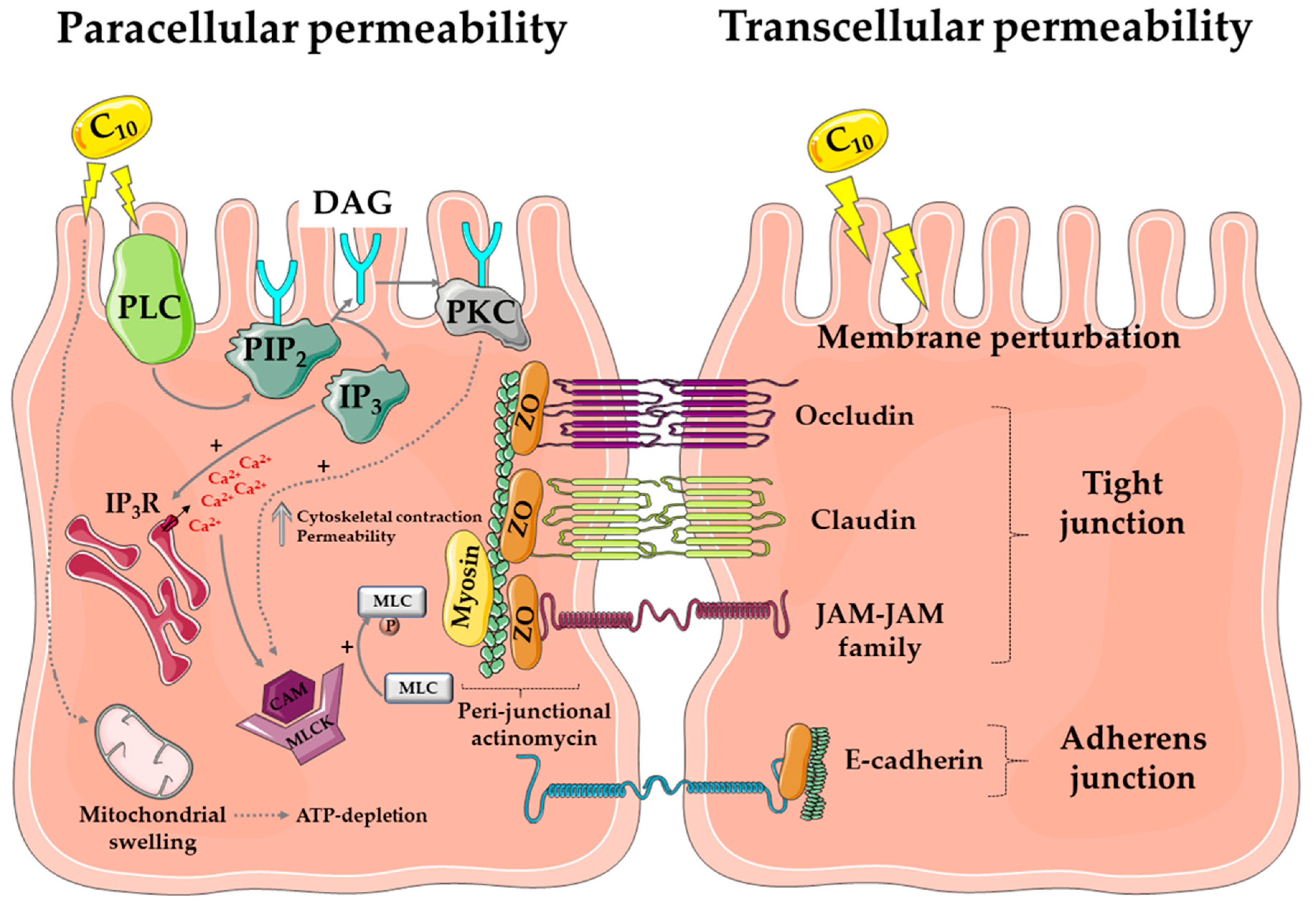 Pharmaceutics 11 00078 g002