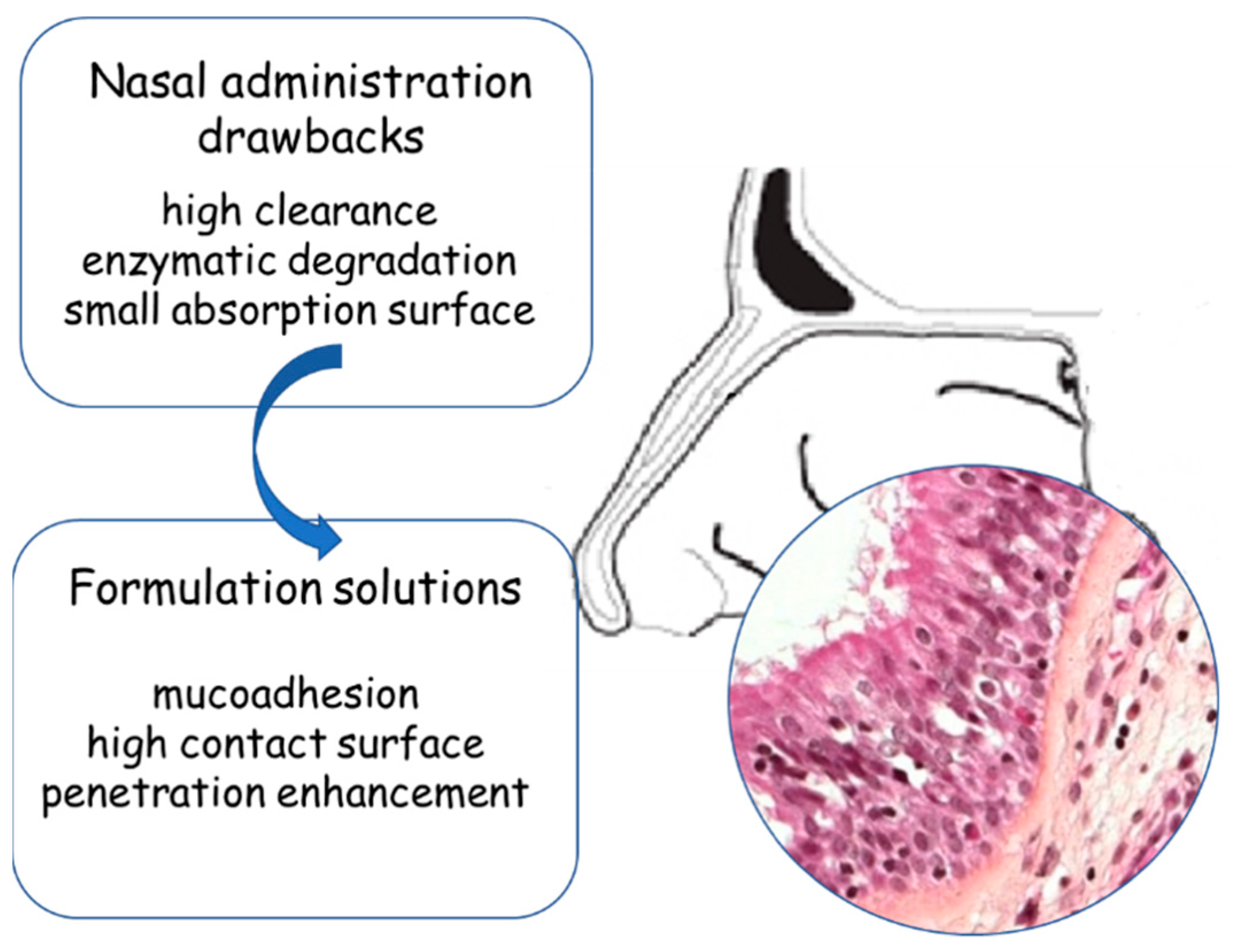 Pharmaceutics 11 00084 g001