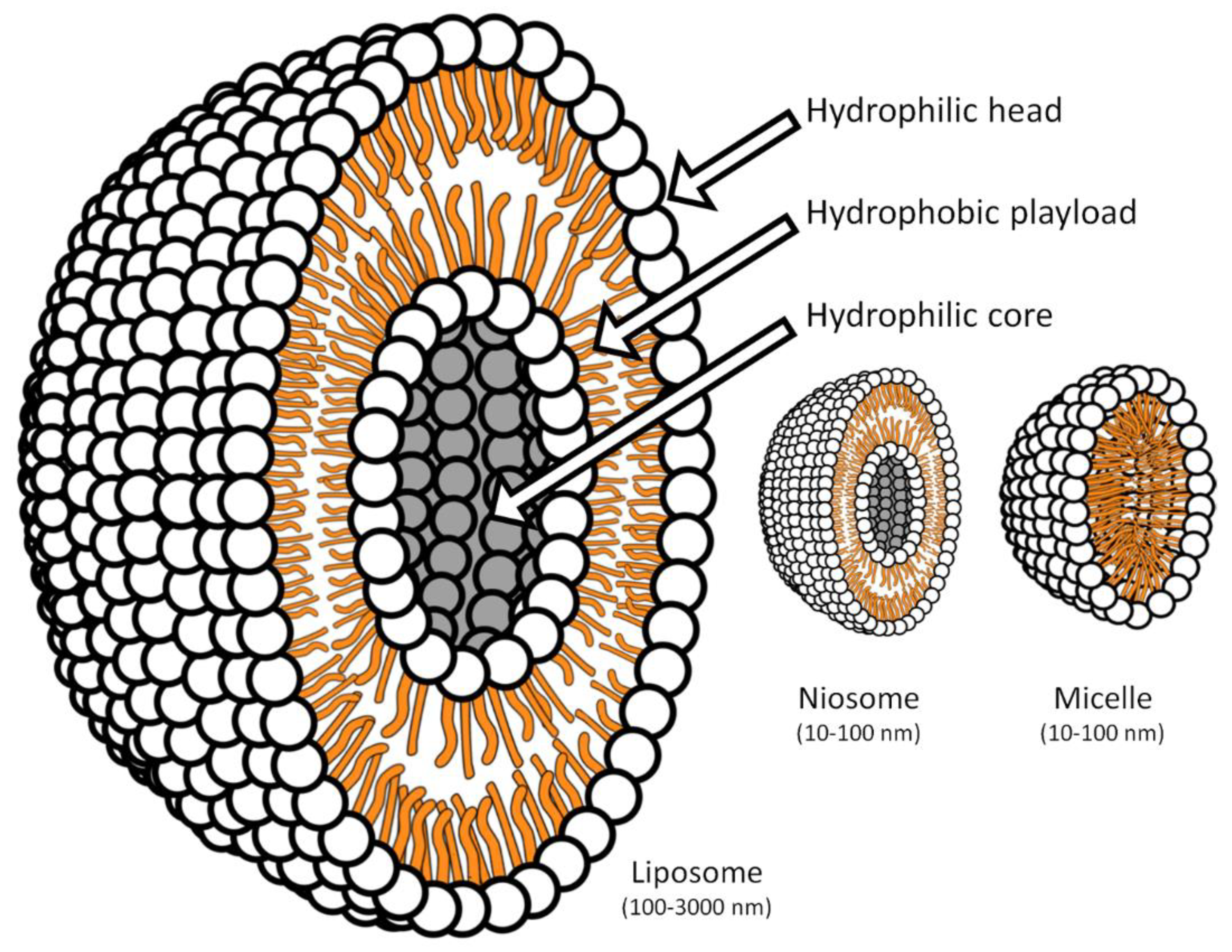 Pharmaceutics 11 00085 g002