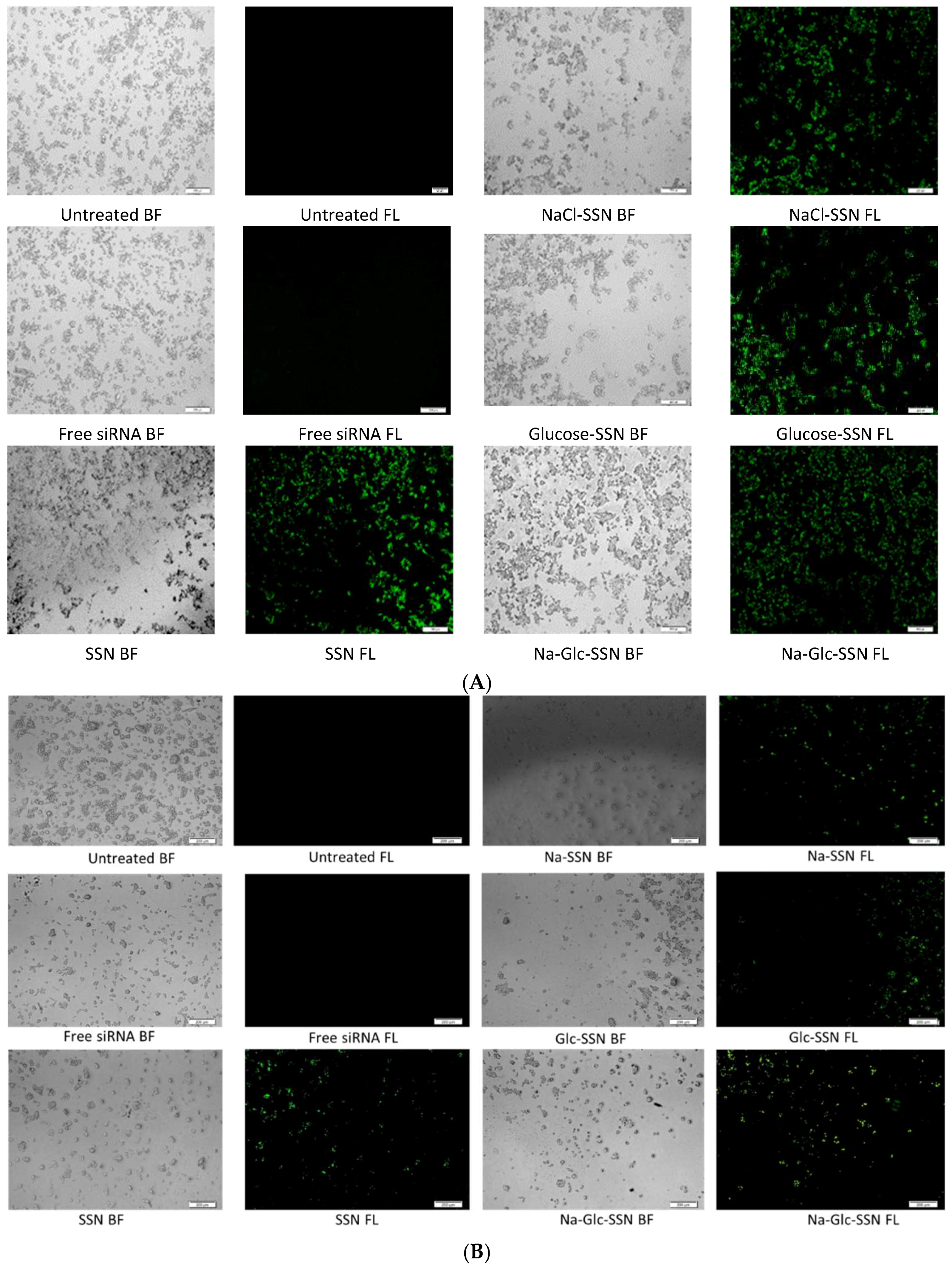 Pharmaceutics 11 00089 g011