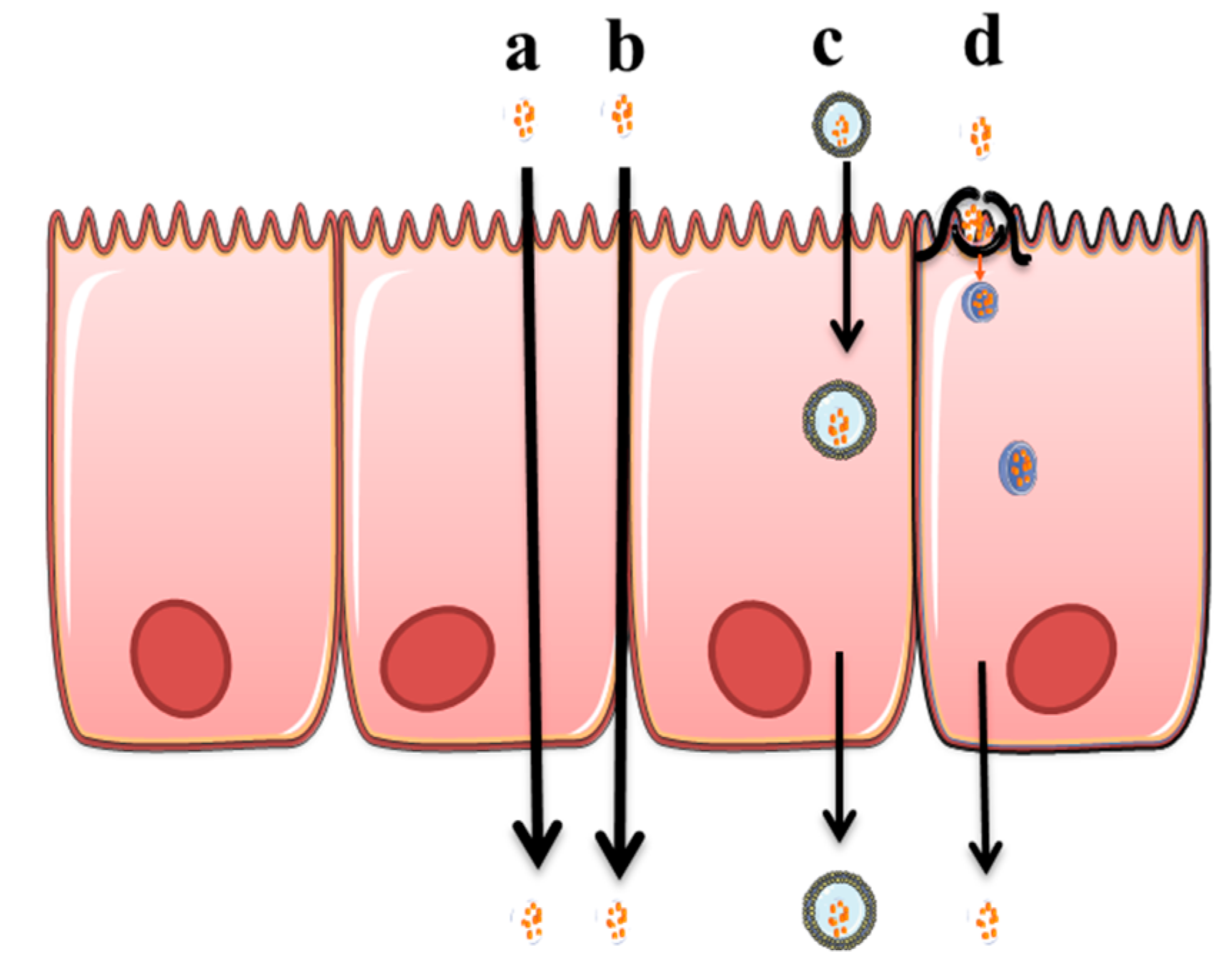 Pharmaceutics 11 00113 g001