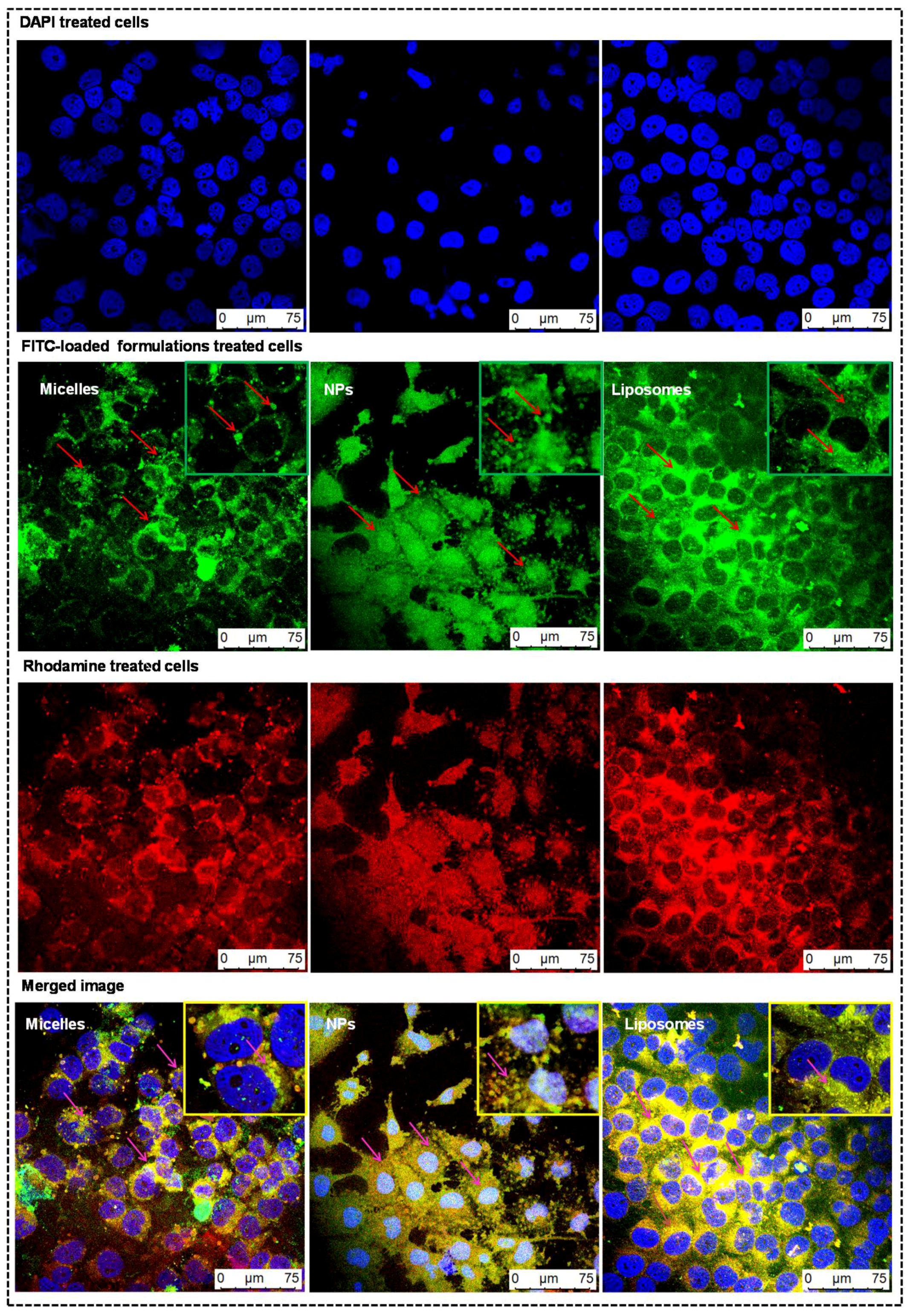 Pharmaceutics 11 00141 g005