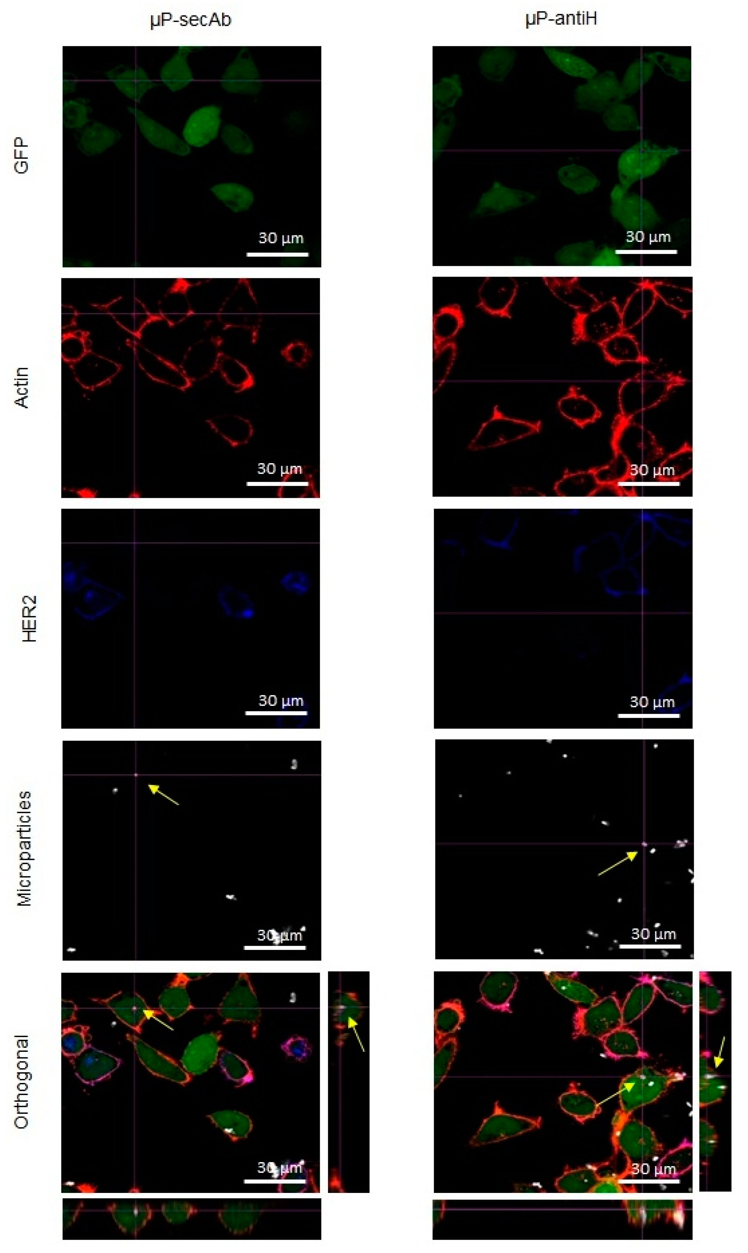 Pharmaceutics 11 00177 g002