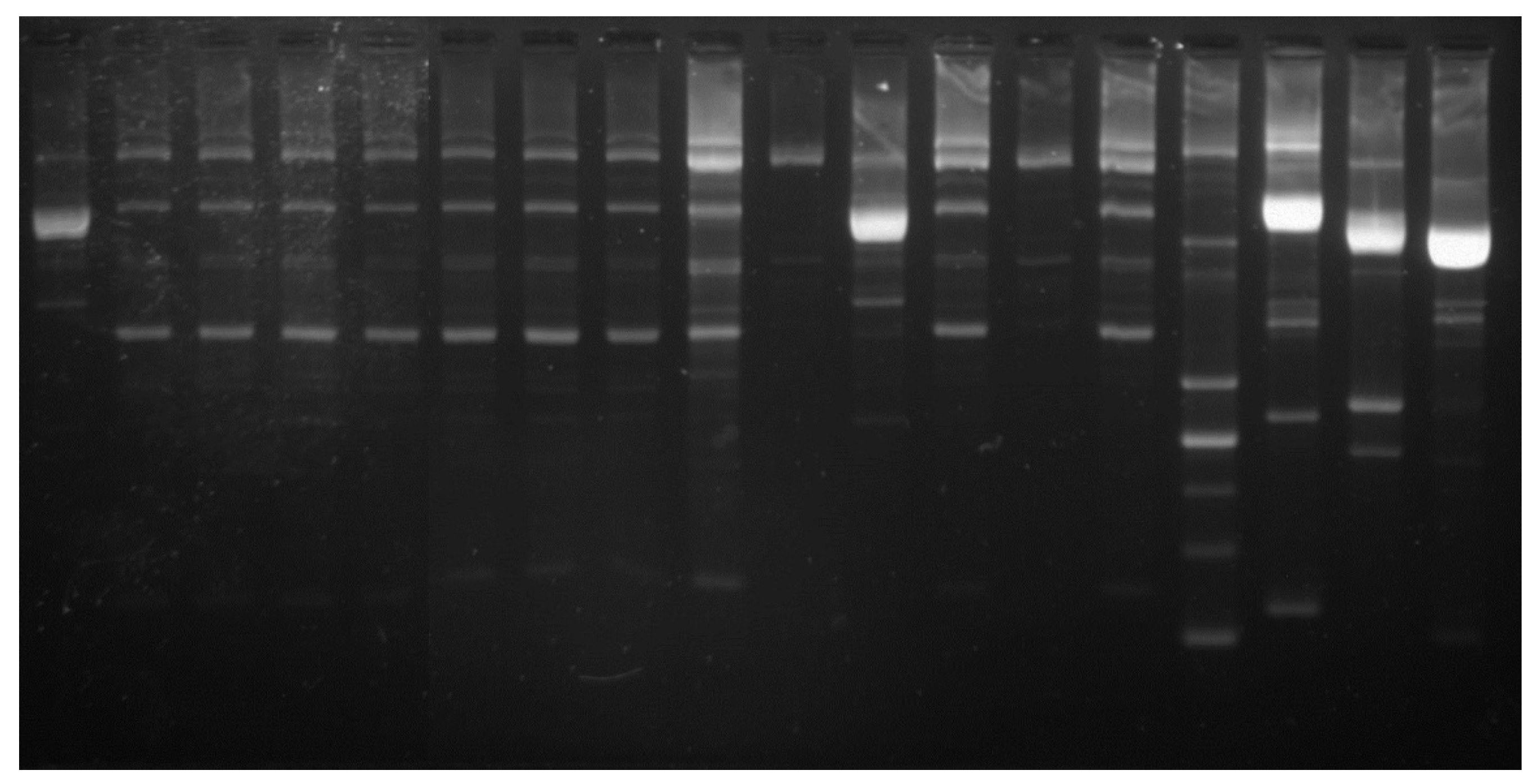 Pharmaceutics 11 00191 g005