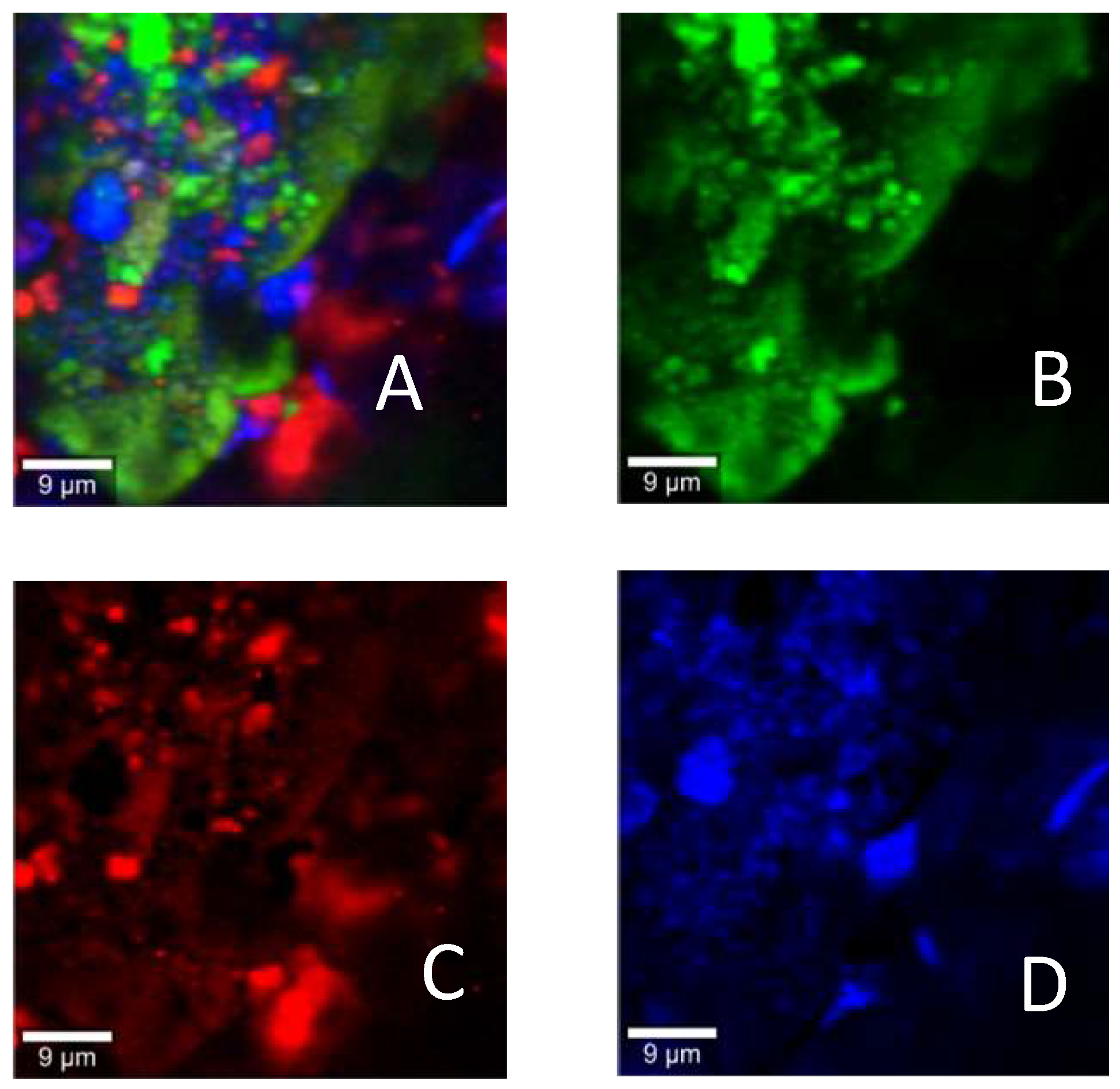 Pharmaceutics 11 00207 g005