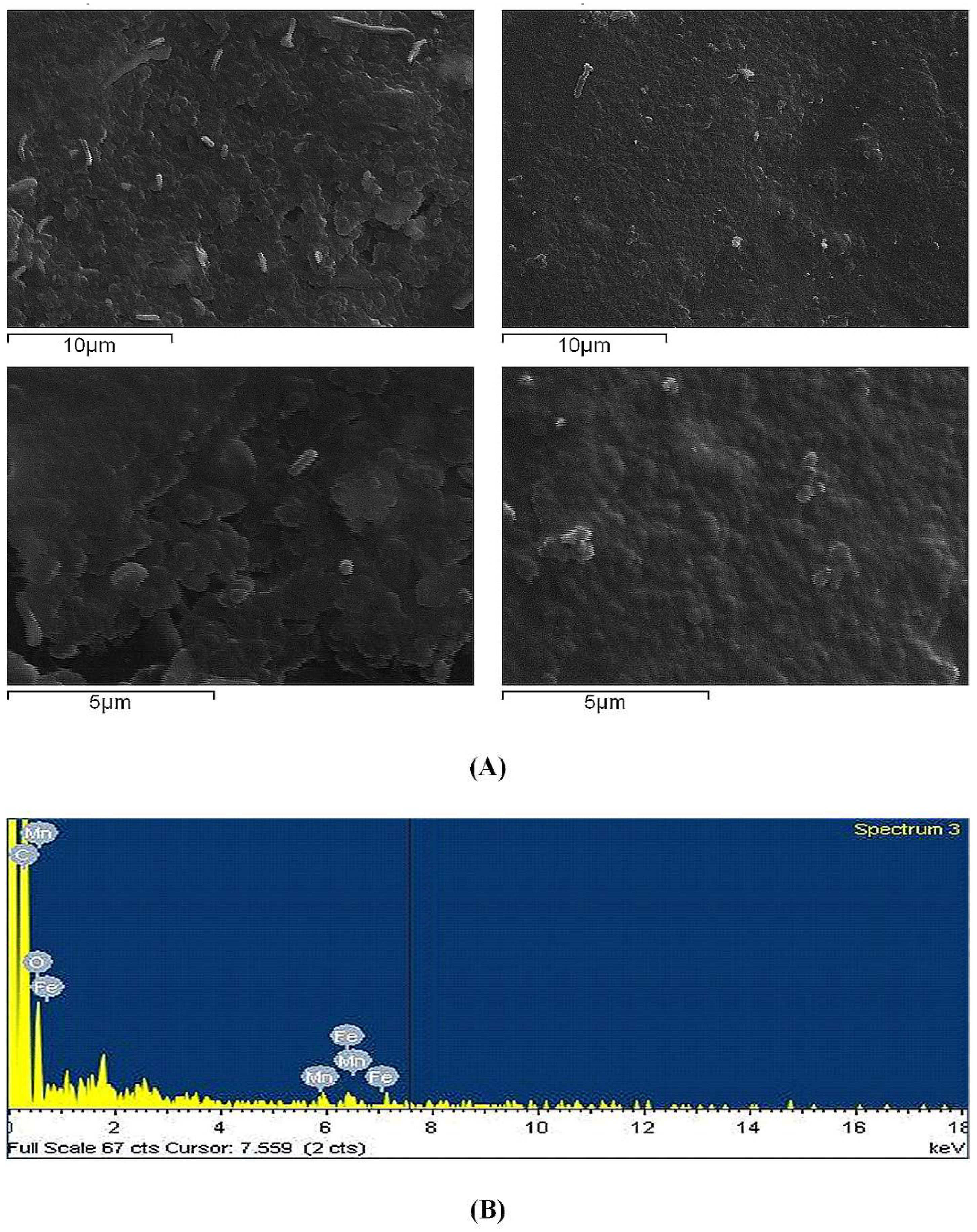 Pharmaceutics 11 00213 g0a3 Pharmaceutics 11 00213 g0a3