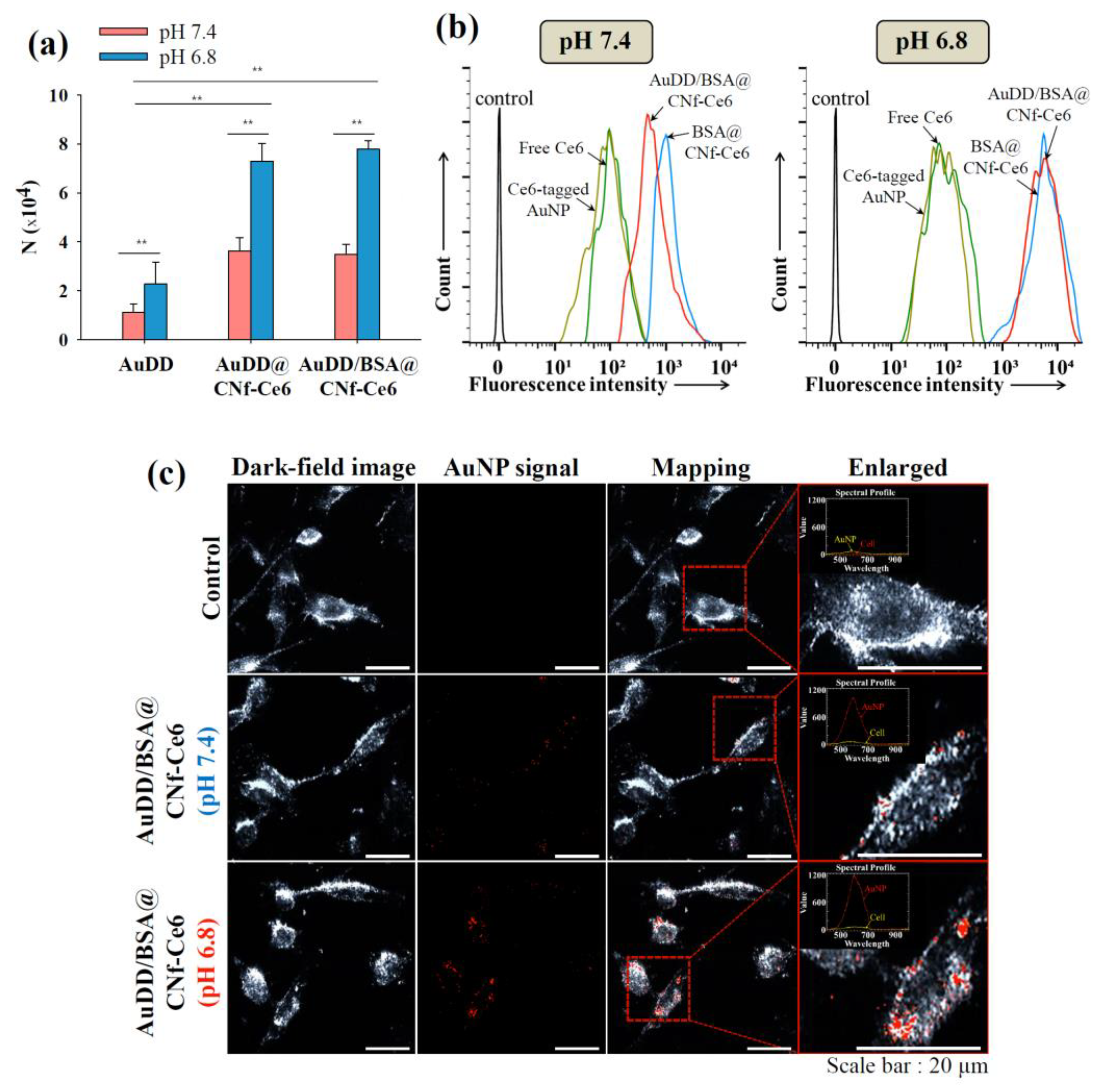 Pharmaceutics 11 00258 g005